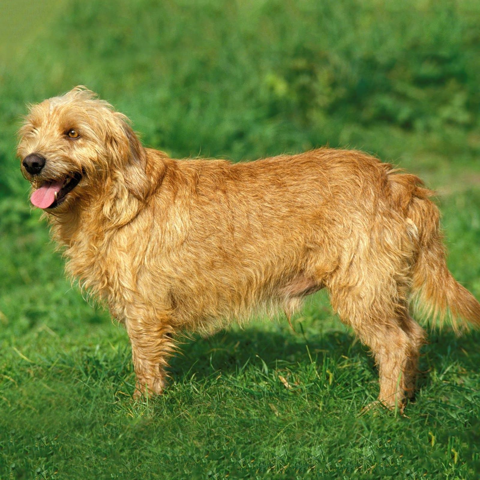 Basset Fauve de Bretagne