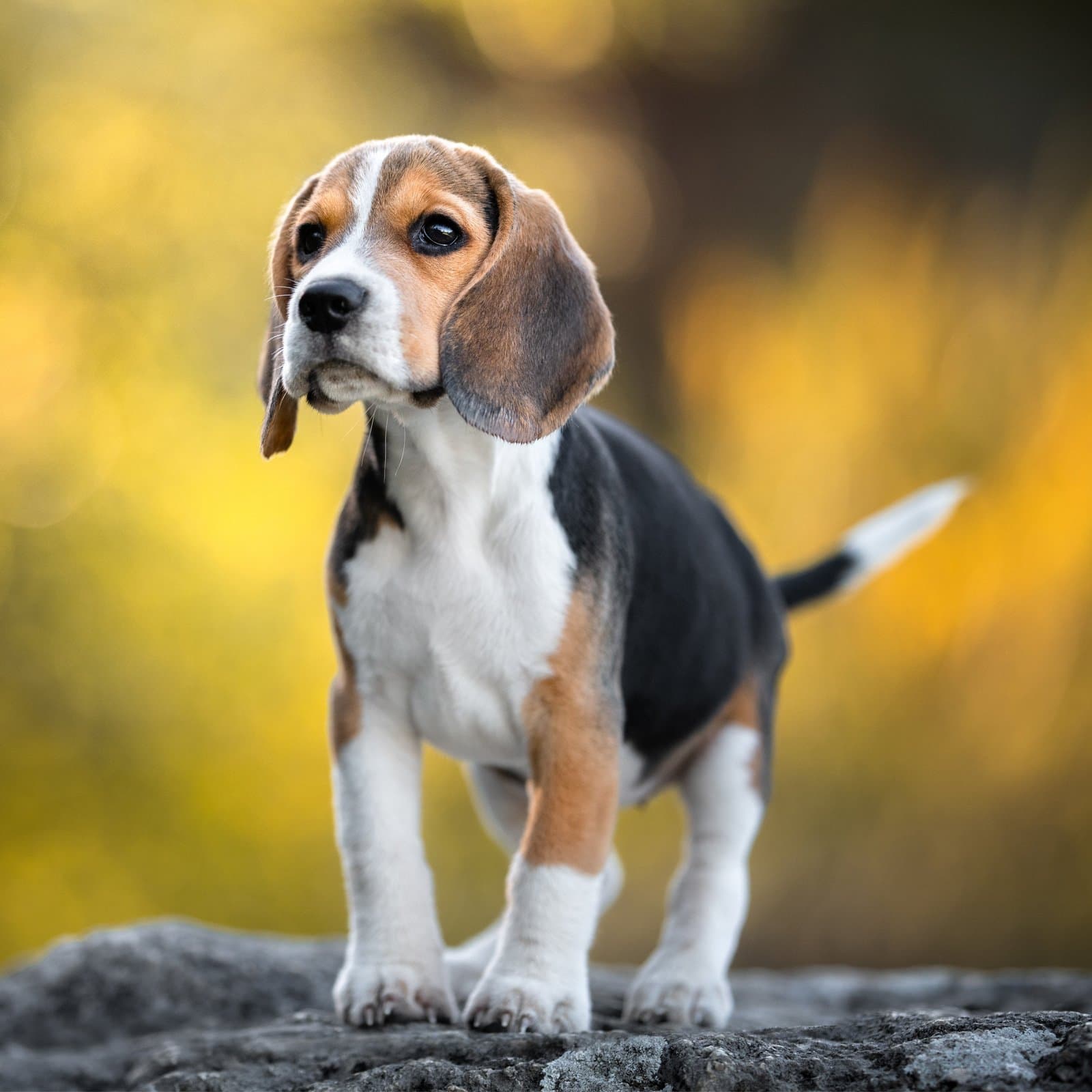 Beagle