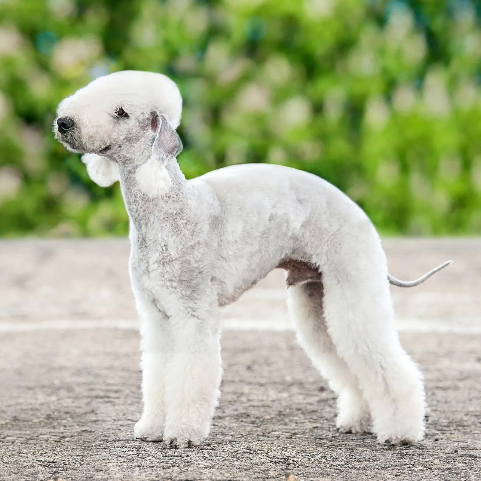 Bedlington Terrier