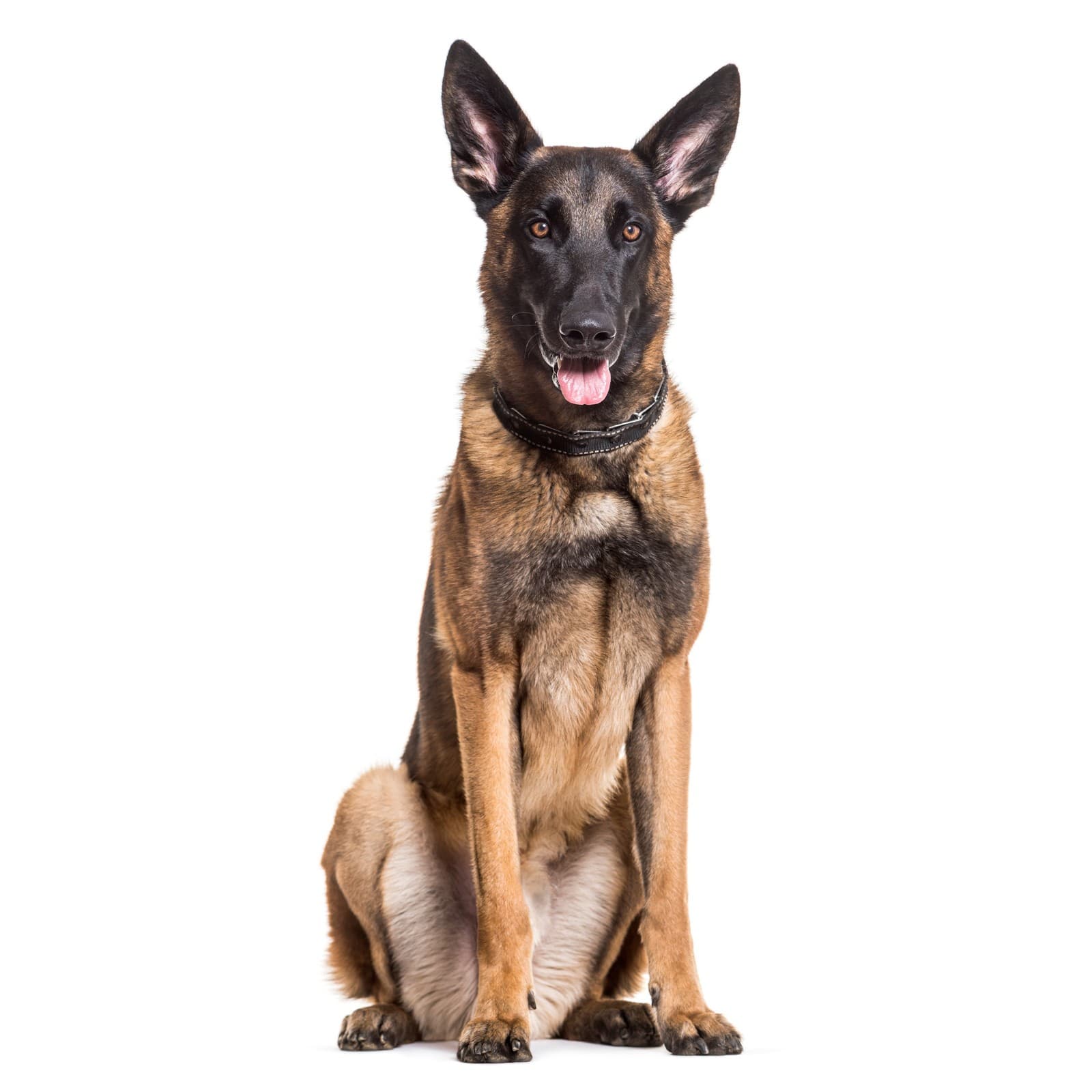 Belgian Malinois