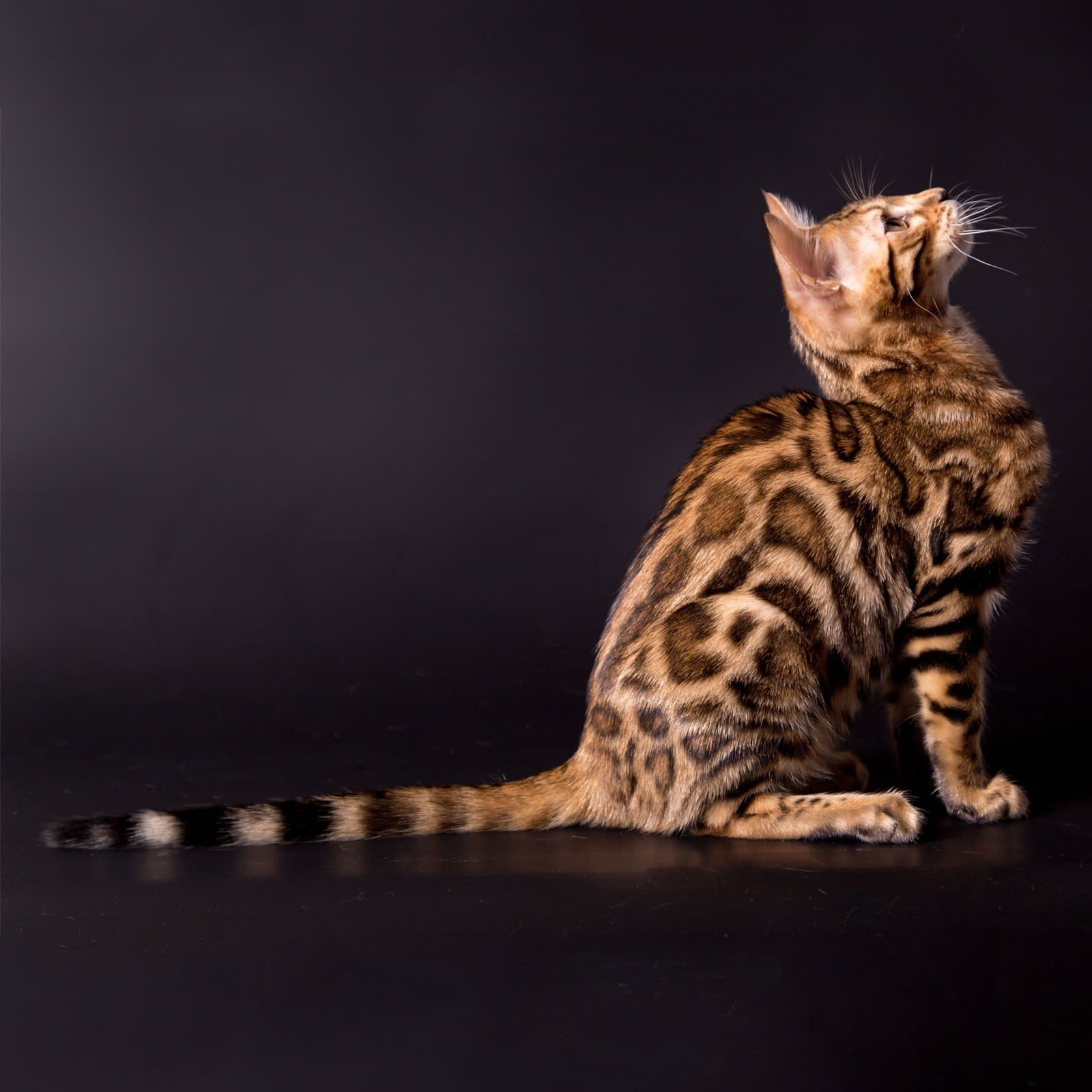Bengal