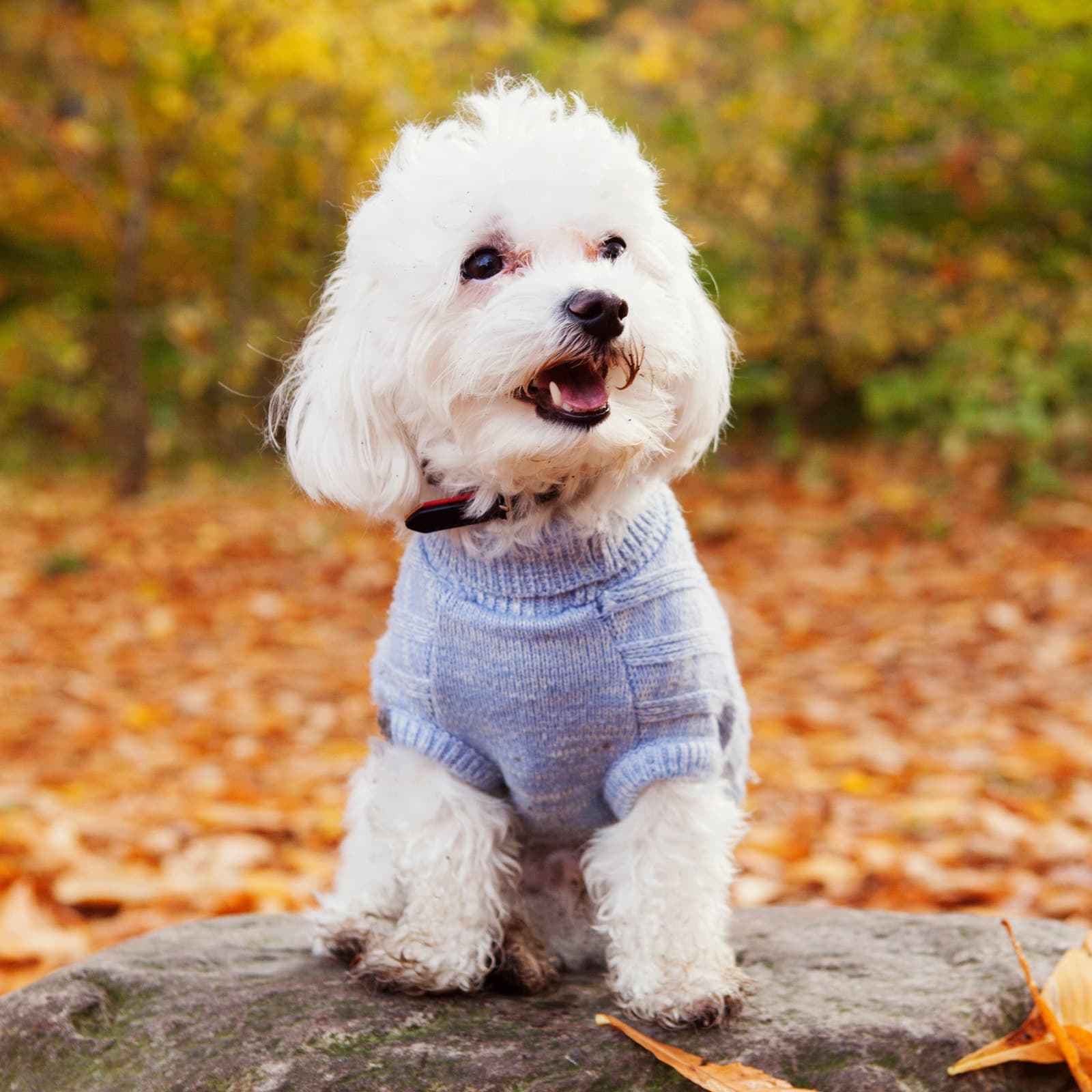 Bichon Frise
