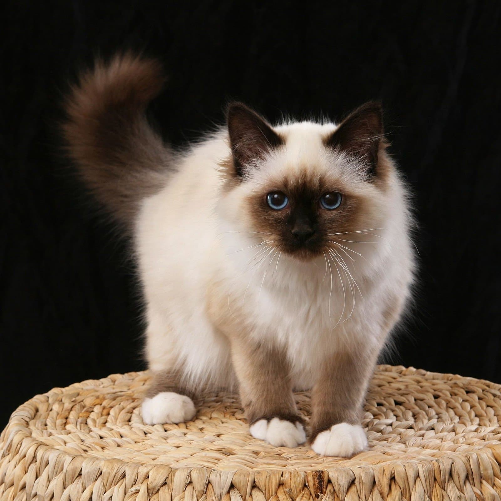 Birman