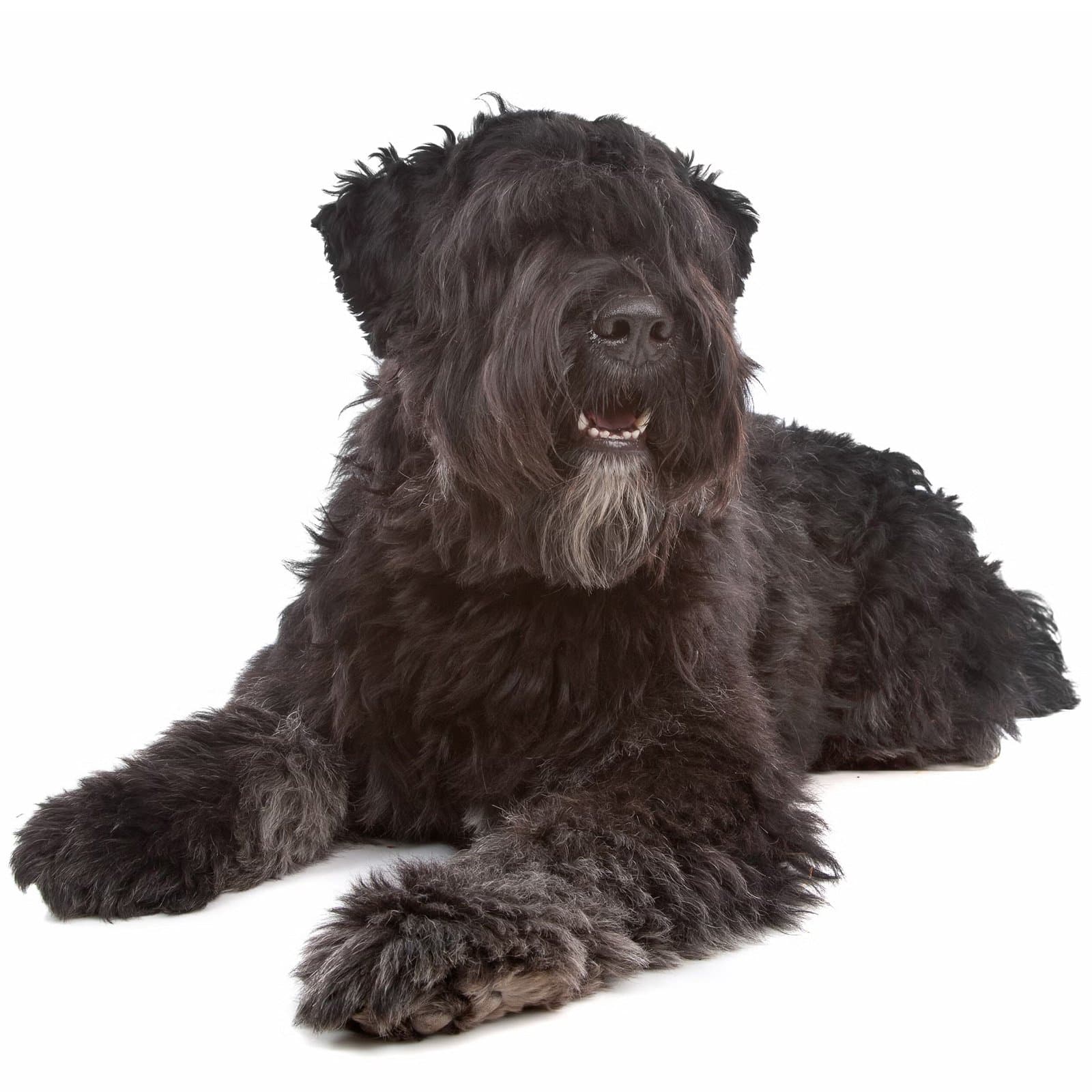 Bouvier des Flandres