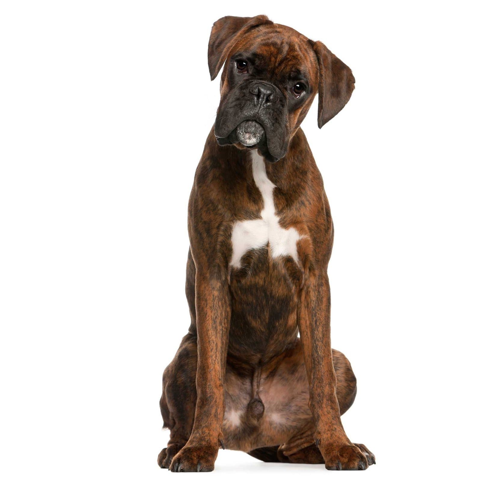 Boxer
