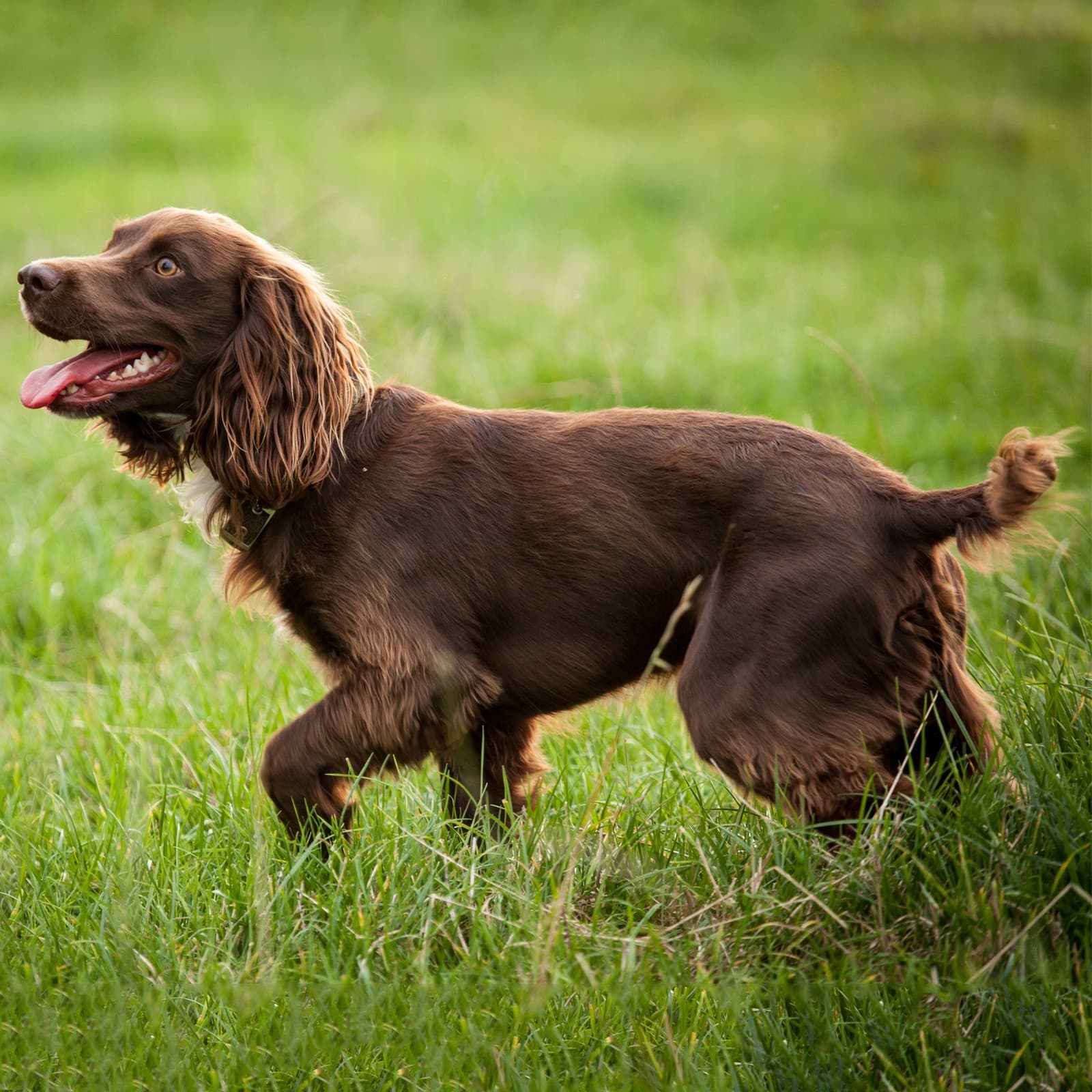 Boykin Spaniel