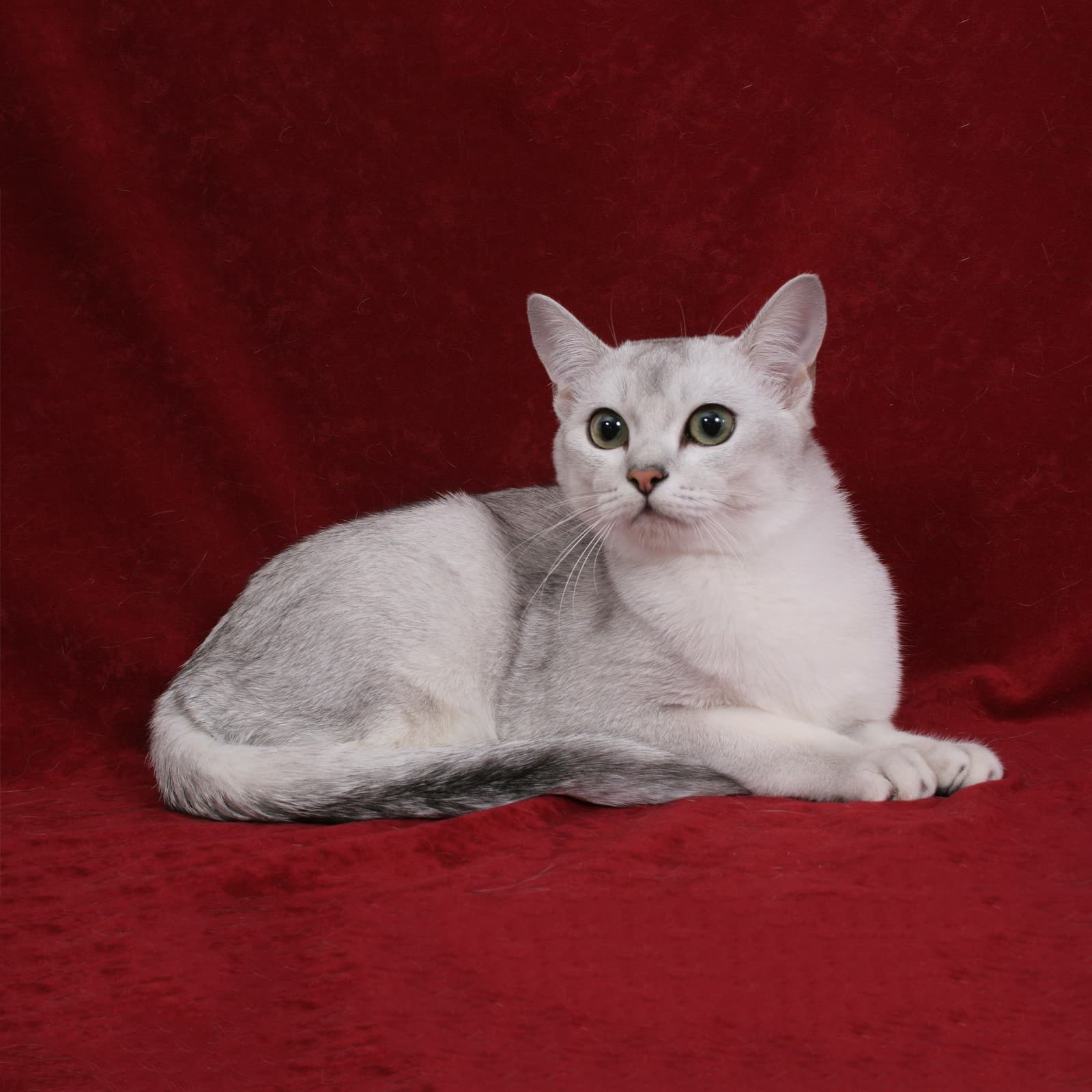 Burmilla