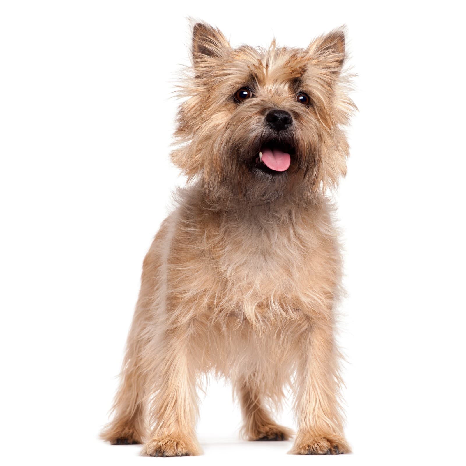 Cairn Terrier