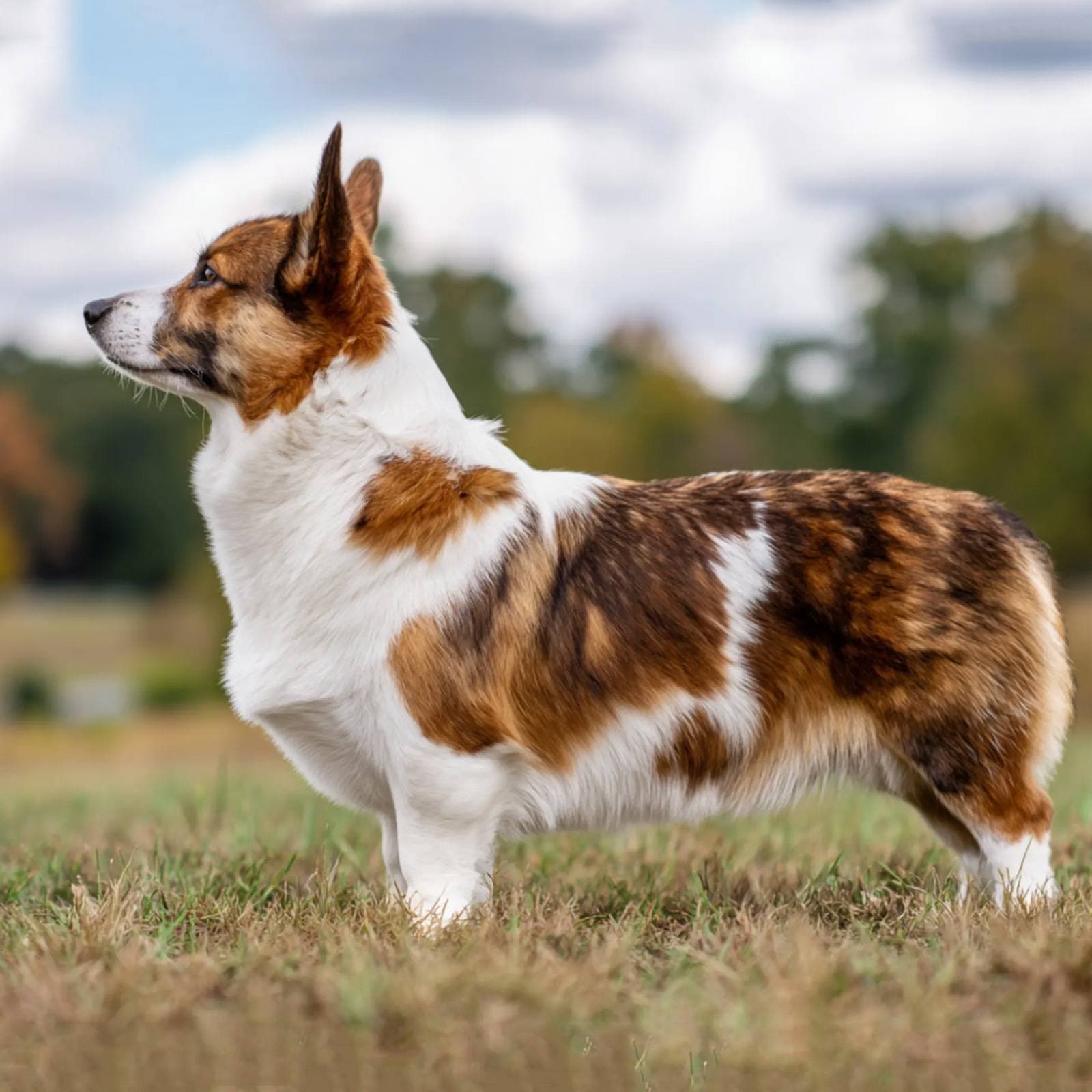 Cardigan Welsh Corgi