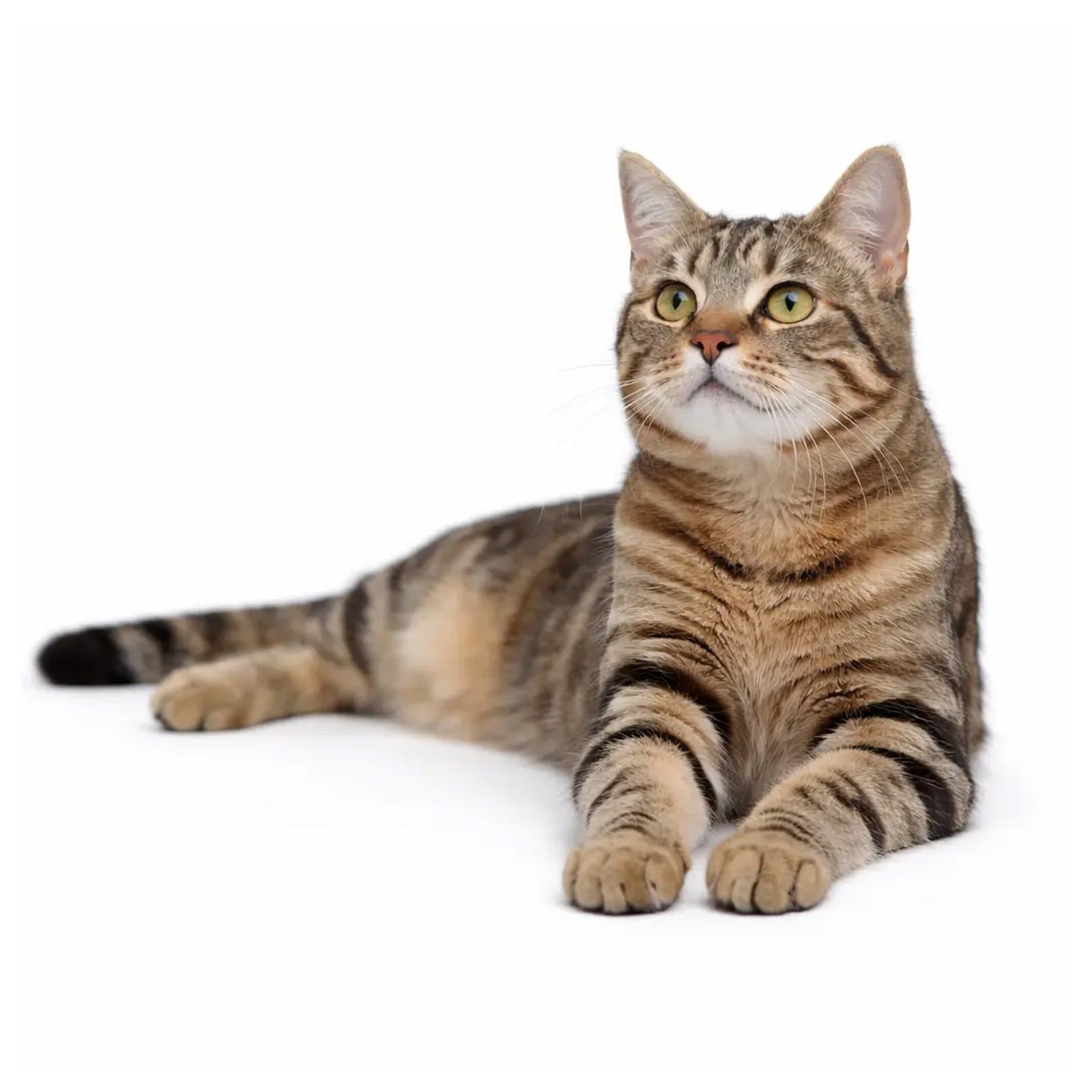 Celtic Shorthair
