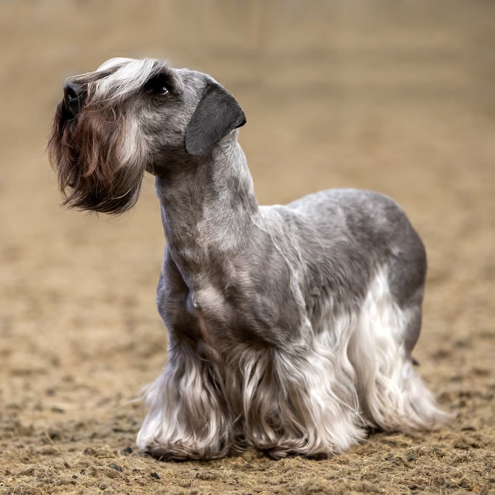 Cesky Terrier