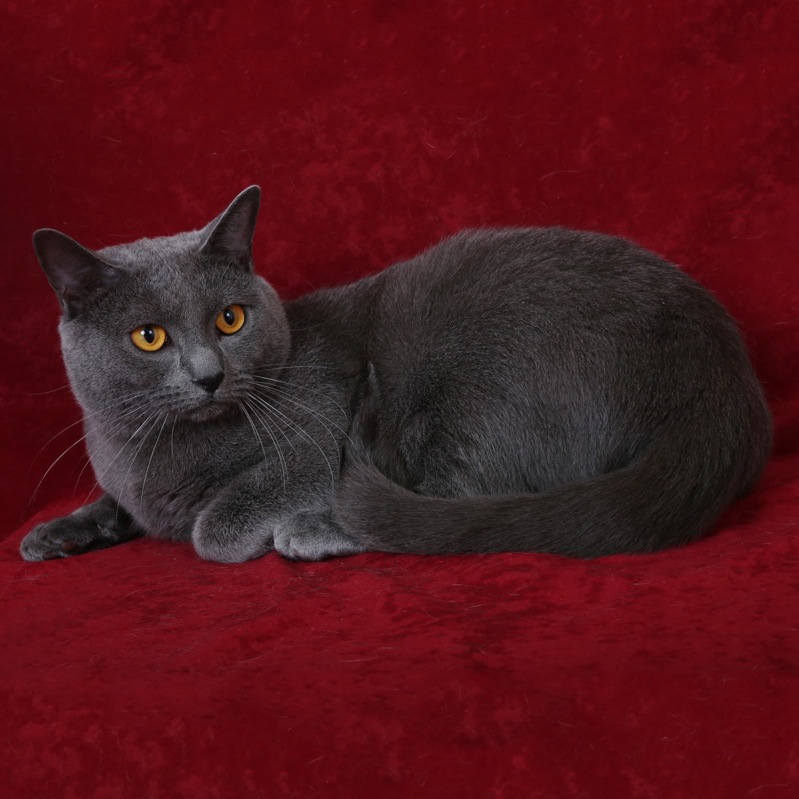 Chartreux