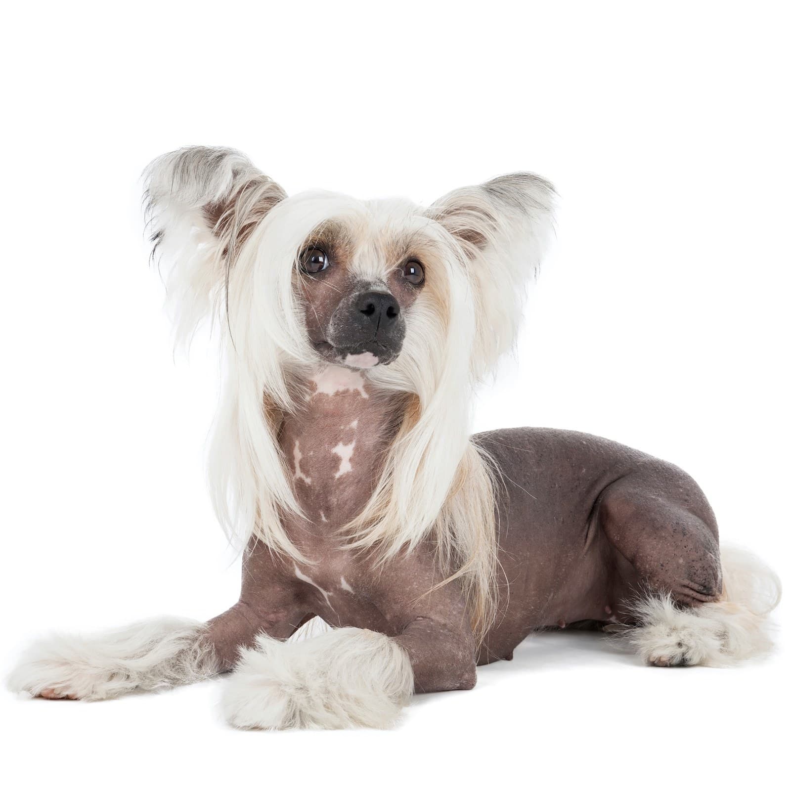 Chinese Crested