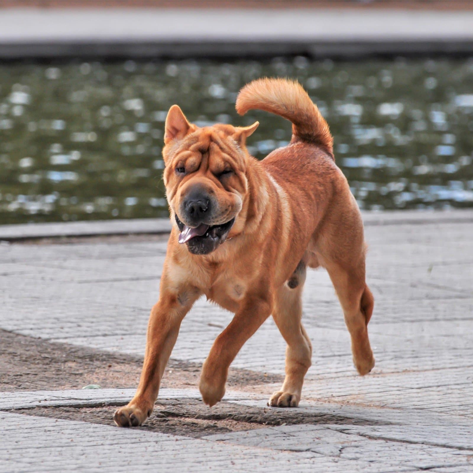 Chinese Shar-Pei