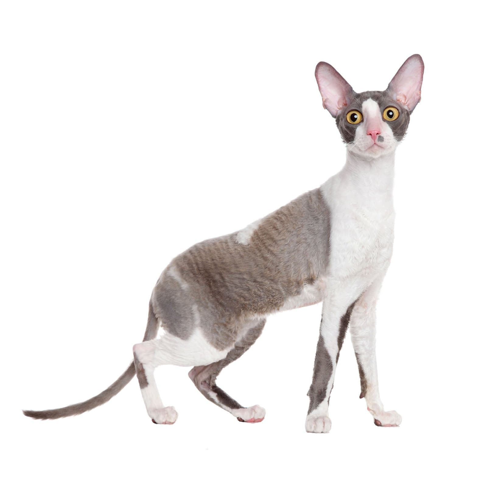Cornish Rex