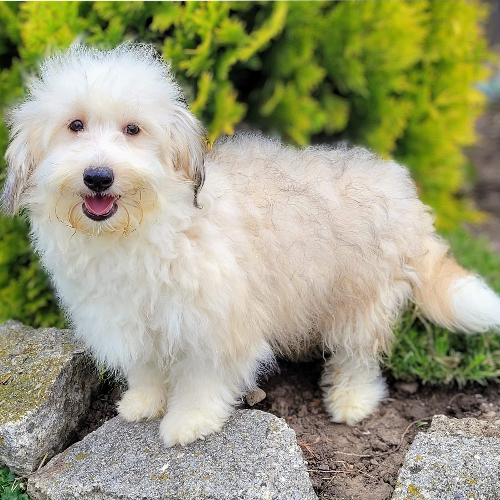 Coton de Tulear