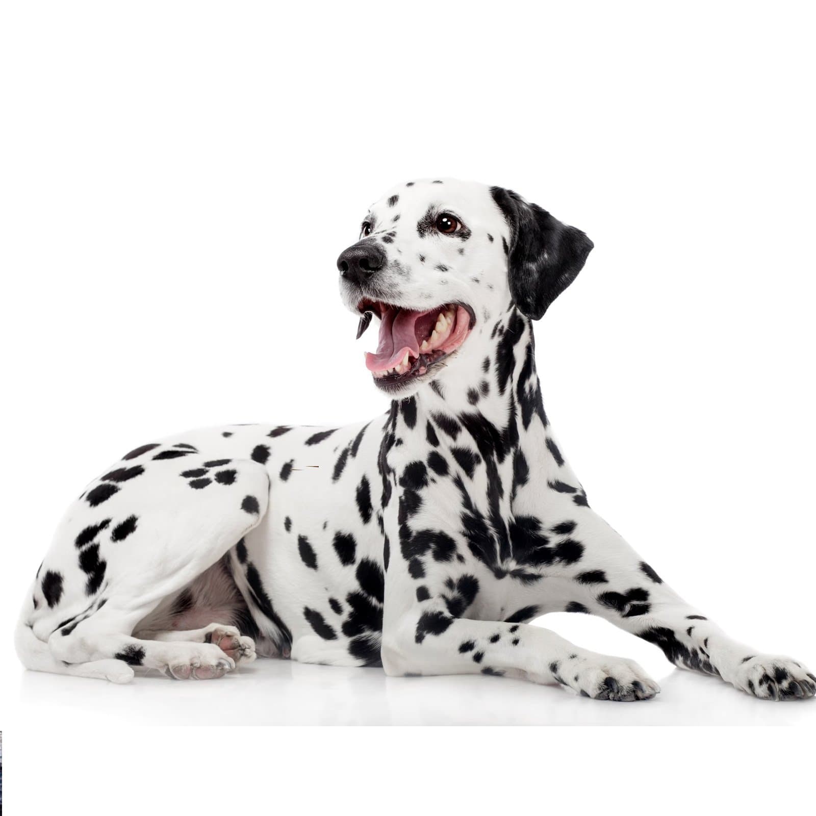 Dalmatian