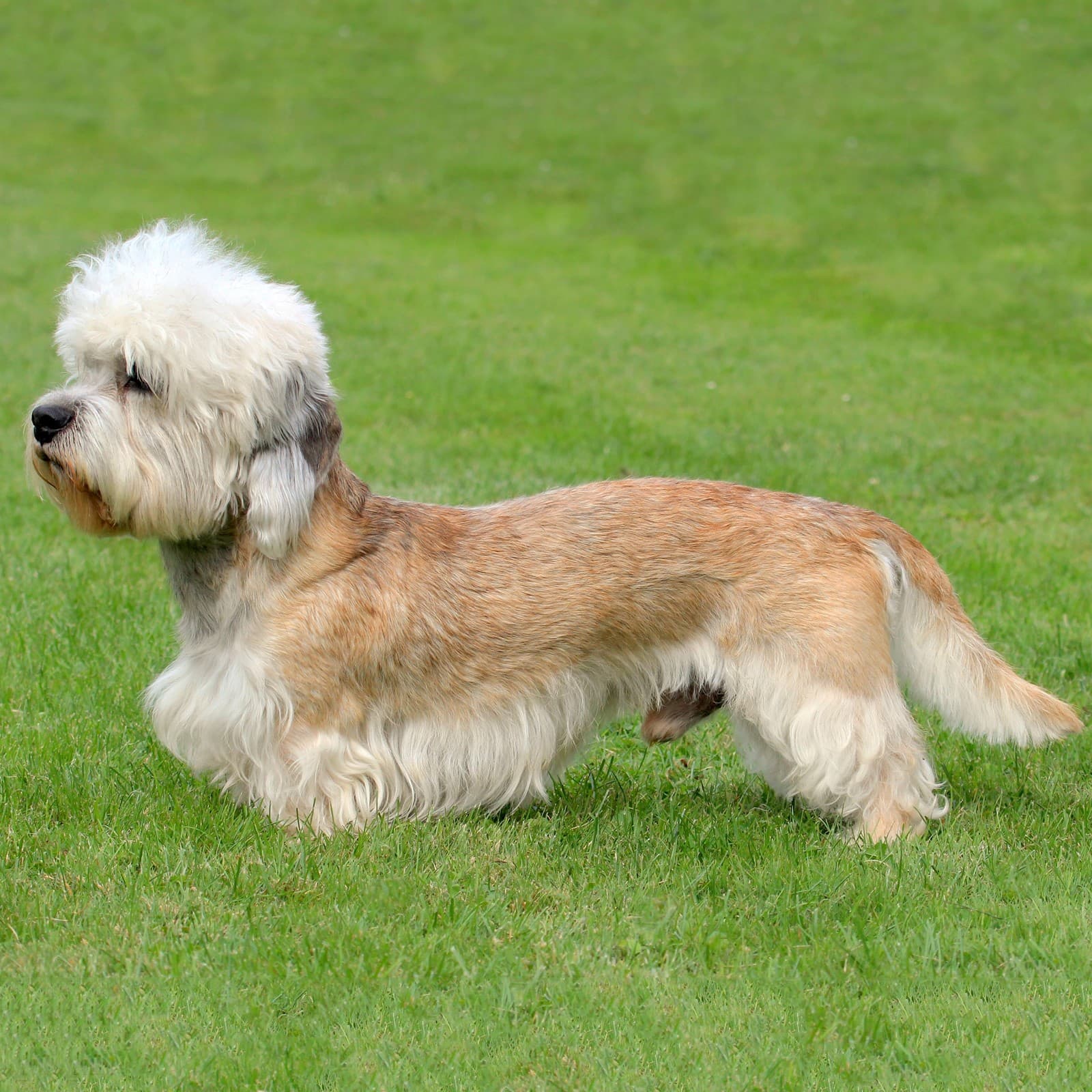 Dandie Dinmont Terrier