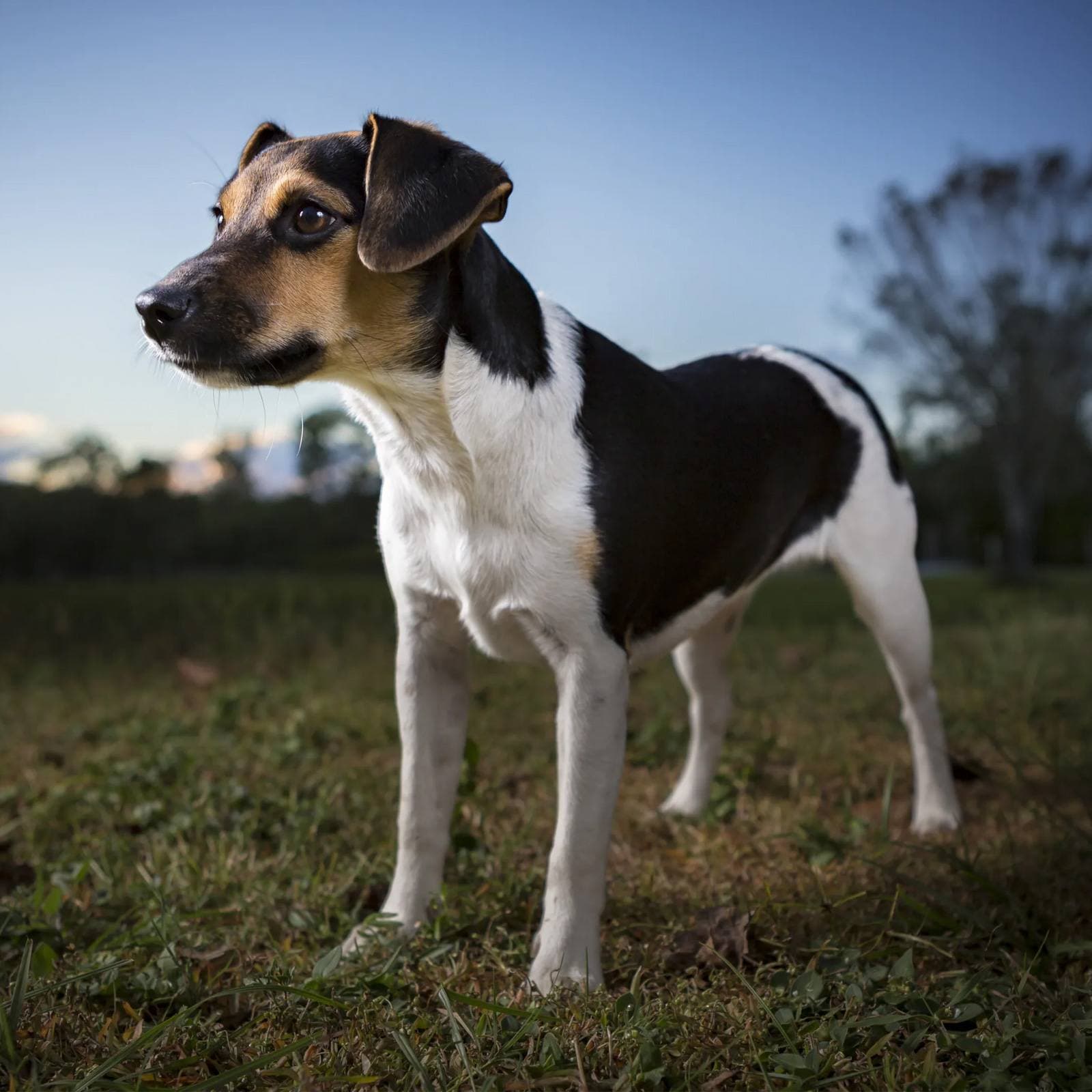 Danish-Swedish Farmdog