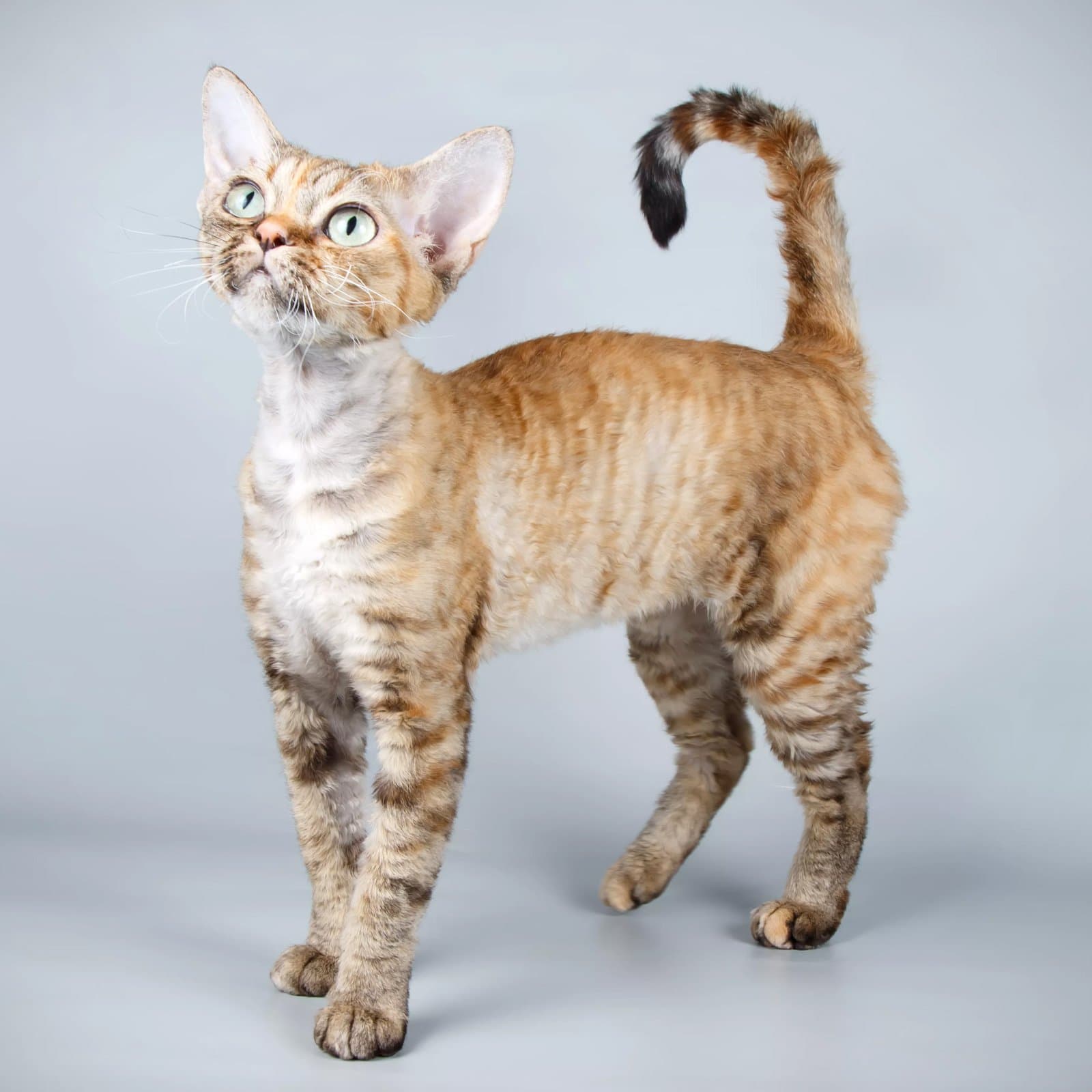 Devon Rex