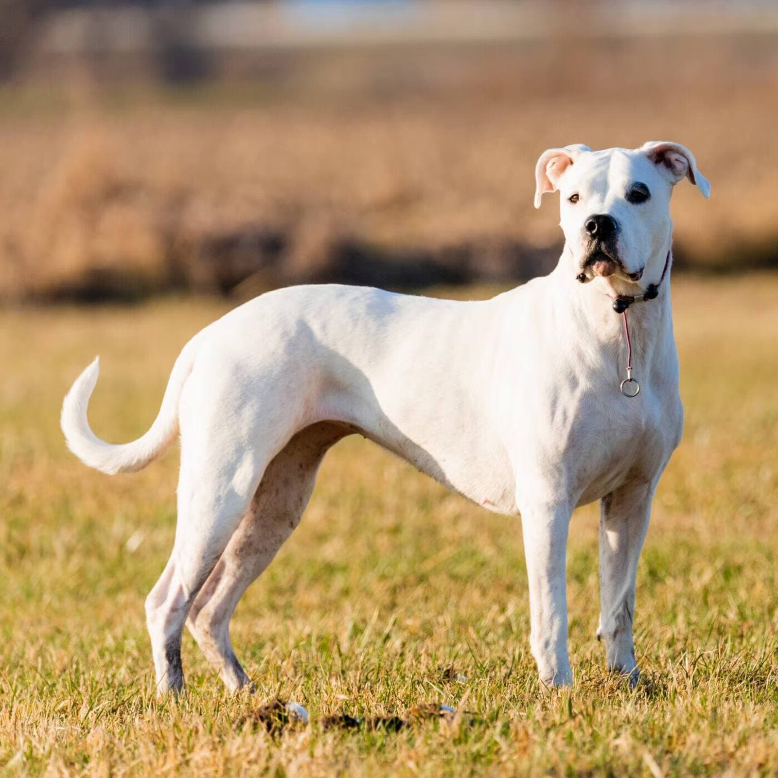 Dogo Argentino