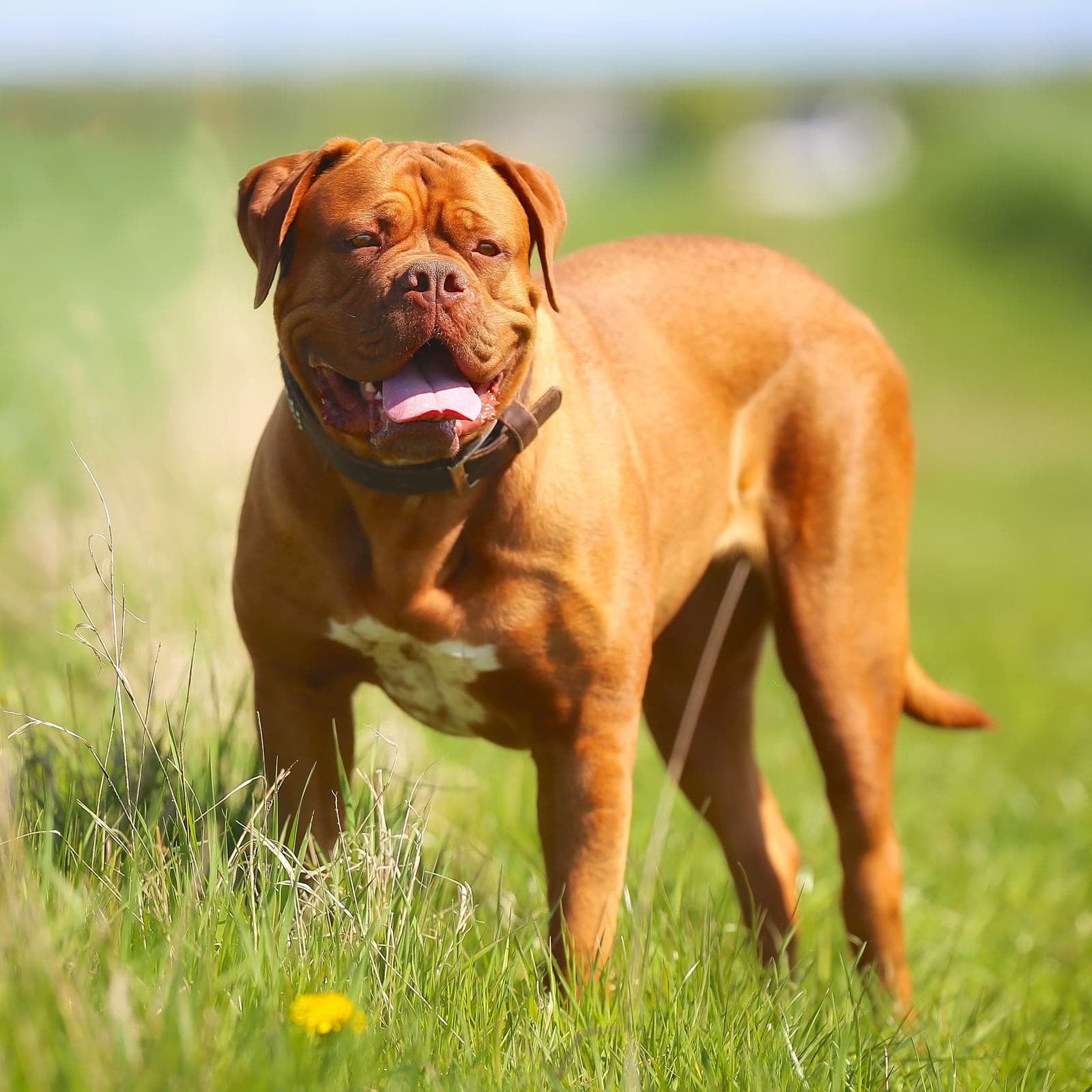 Dogue de Bordeaux