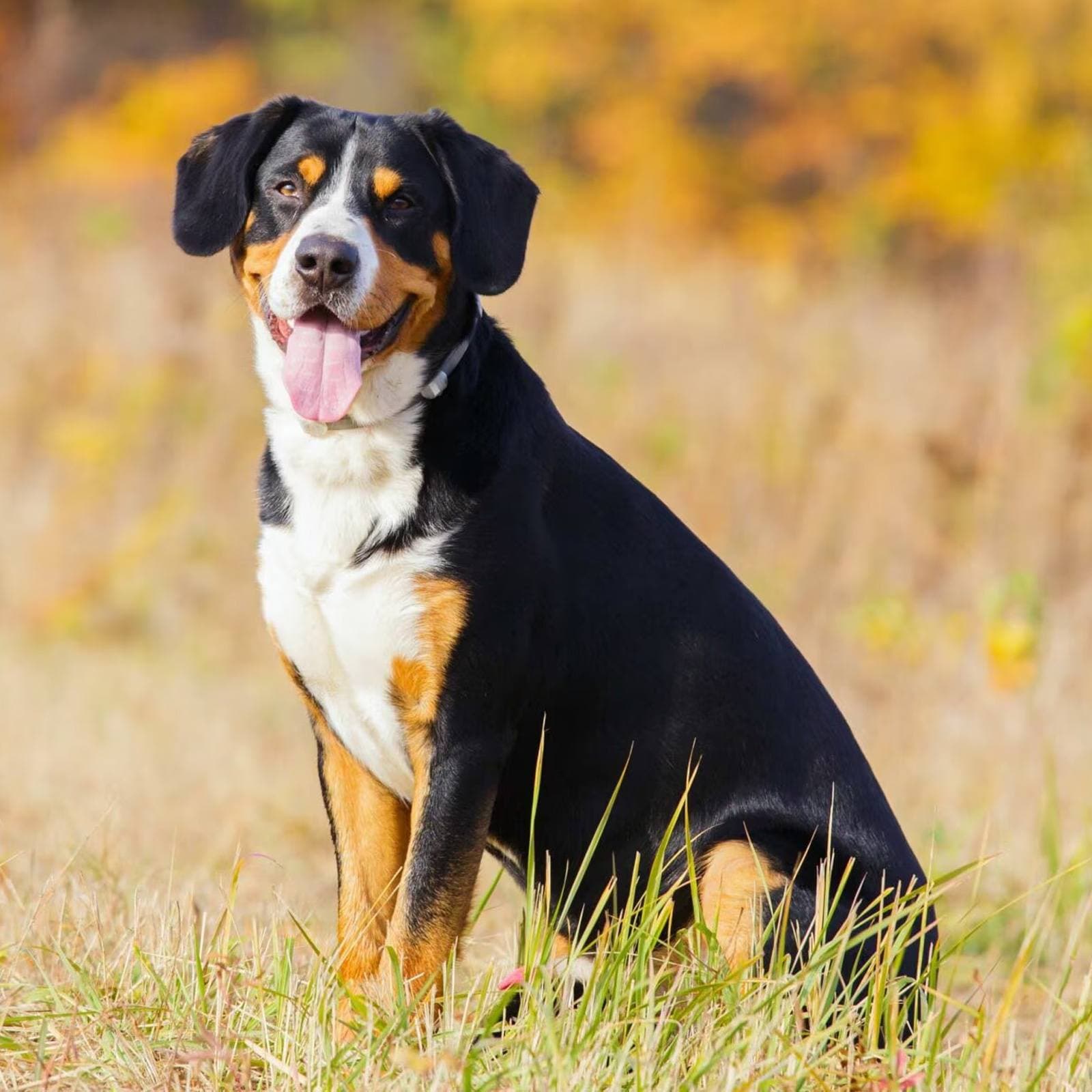 Entlebucher Mountain Dog
