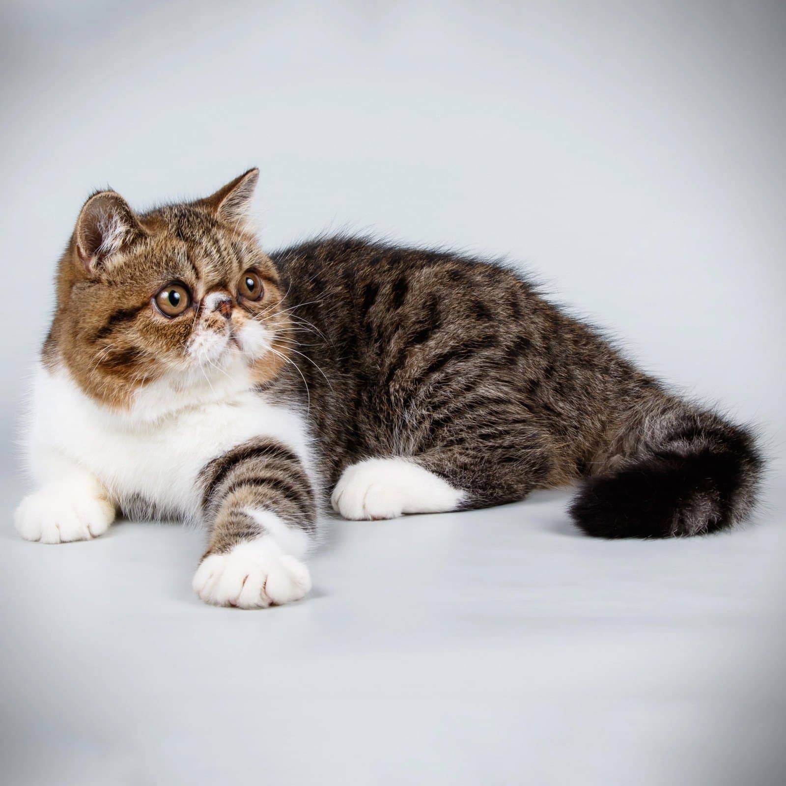 Exotic Shorthair