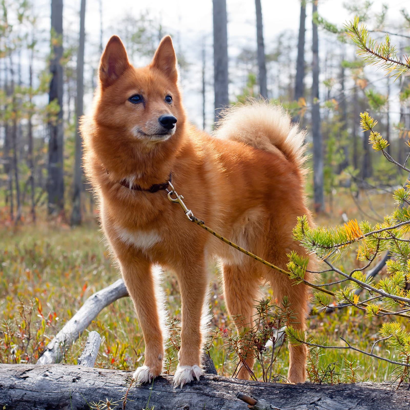 Finnish Spitz