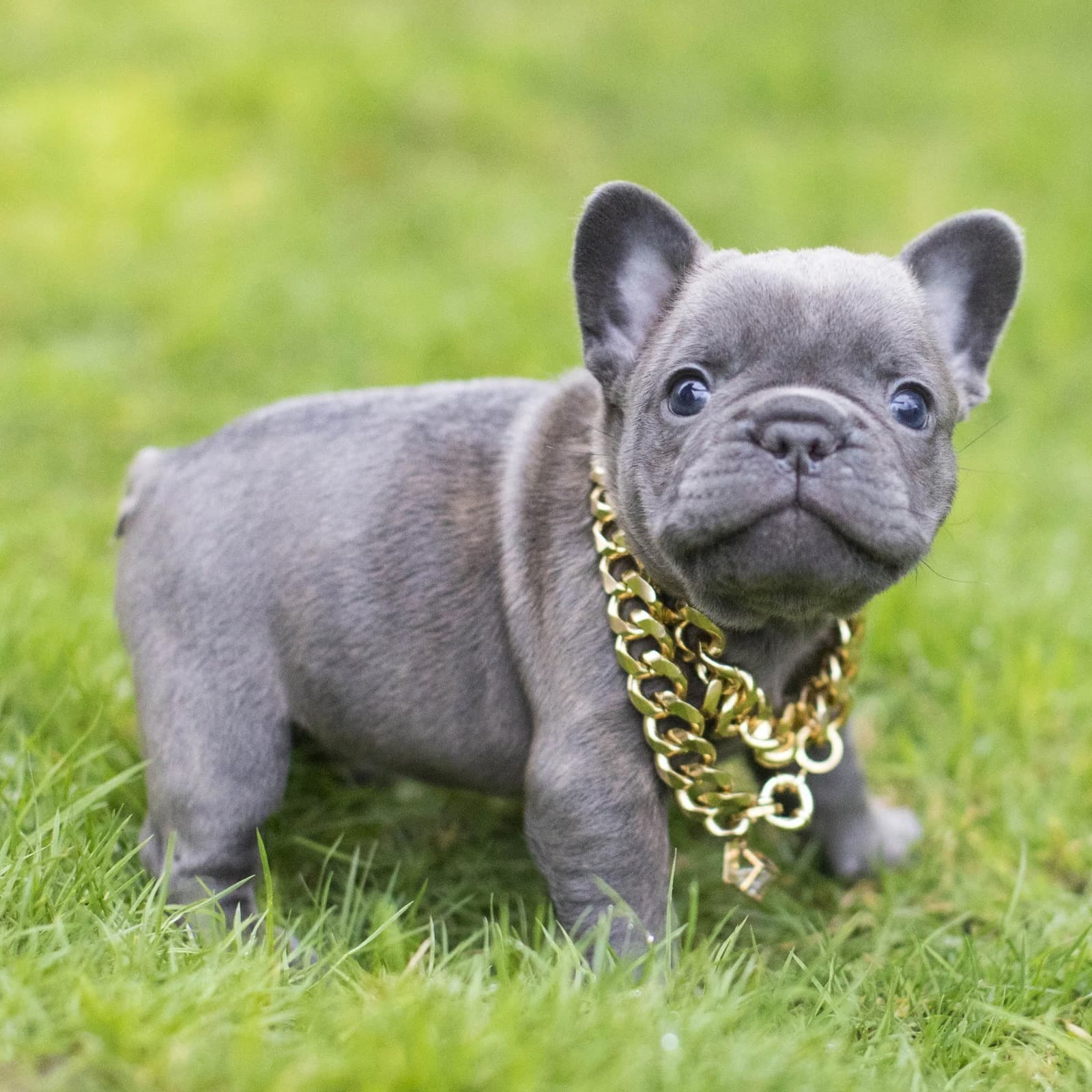 French Bulldog