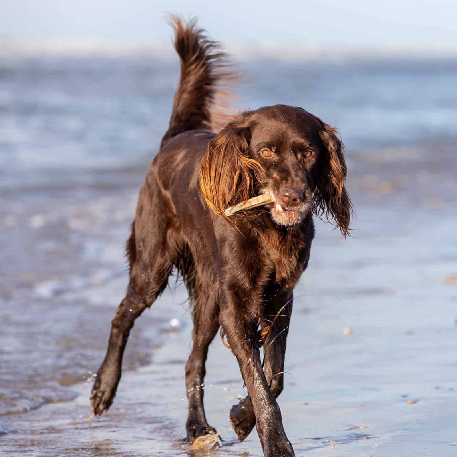 German Longhaired Pointer