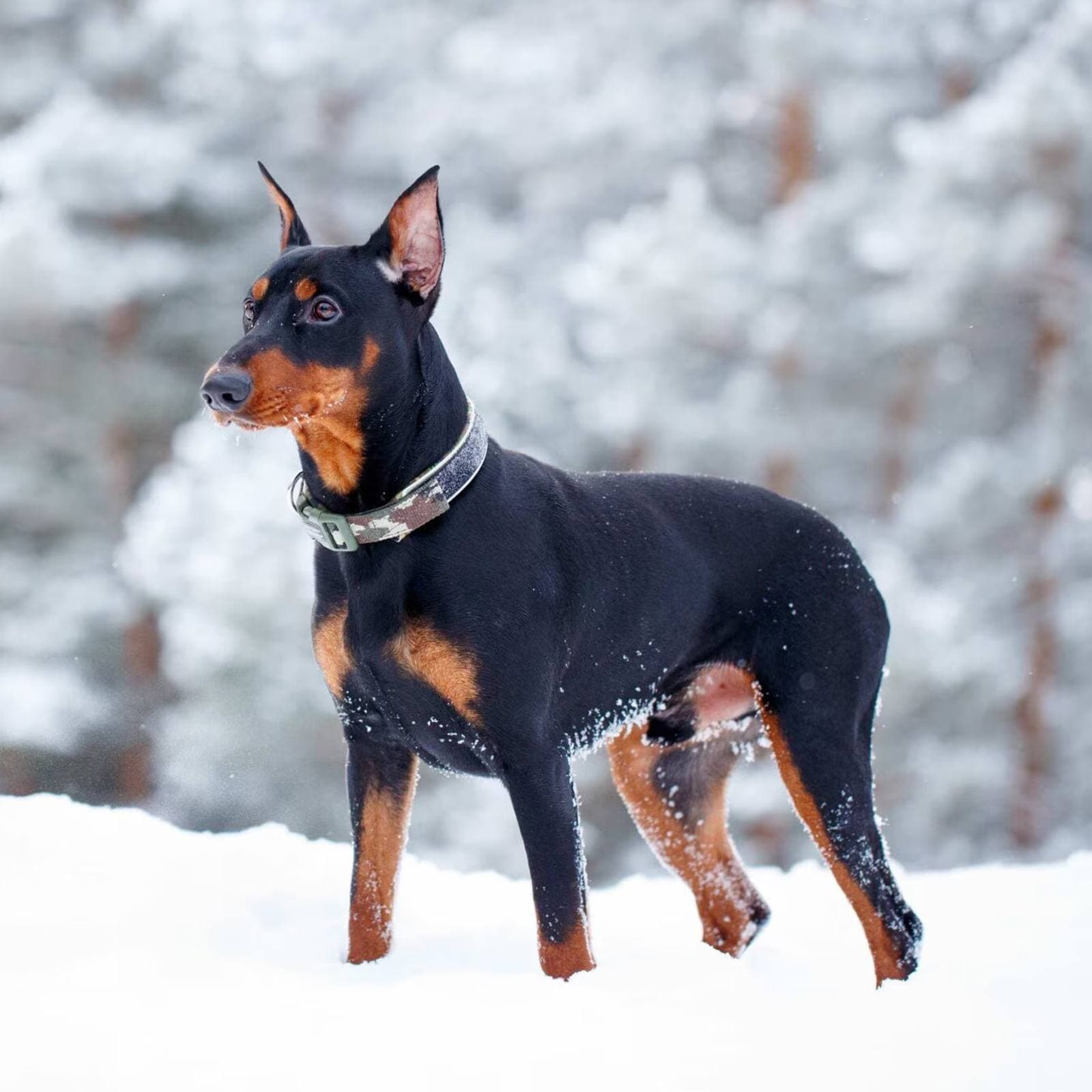 German Pinscher