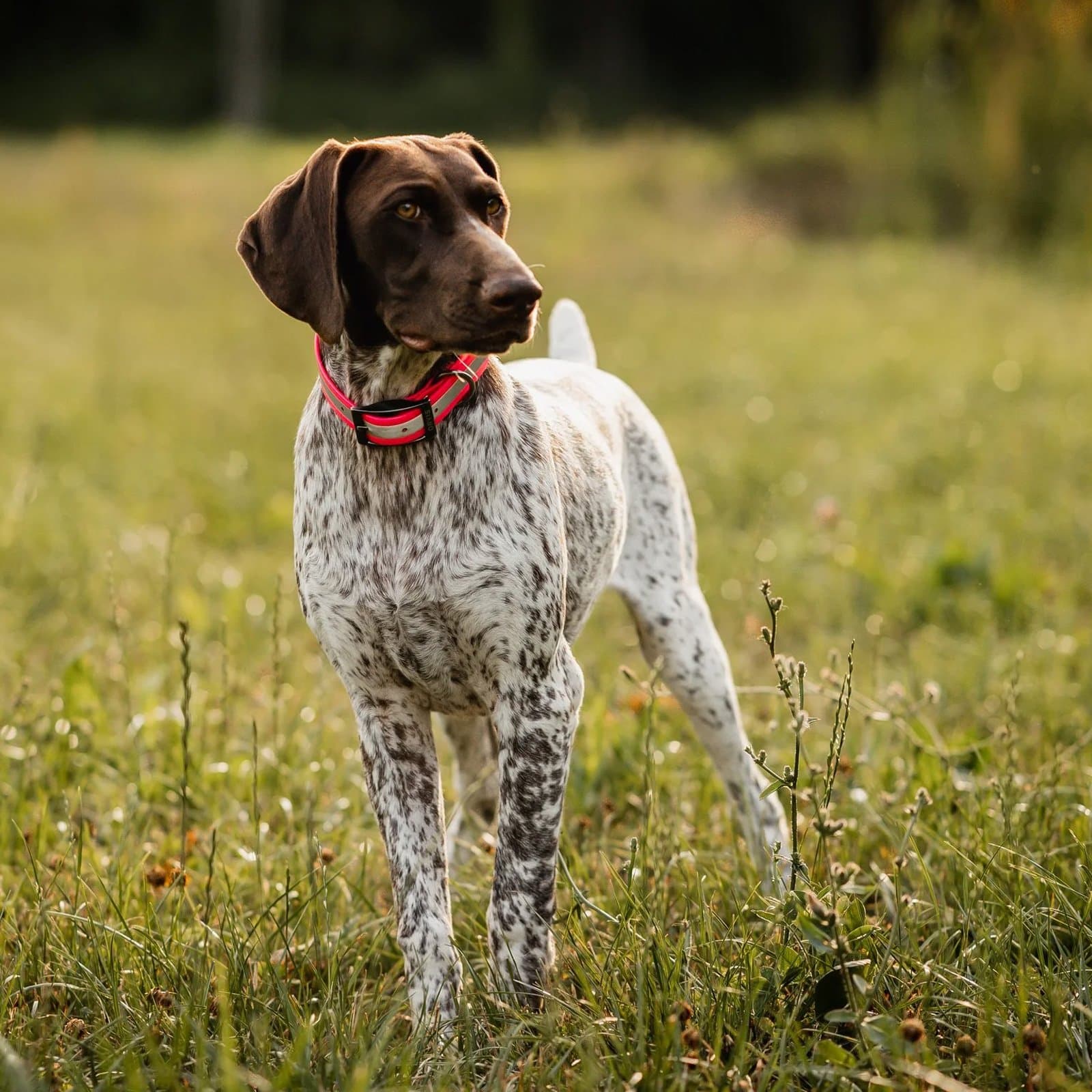 German Shorthaired Pointer