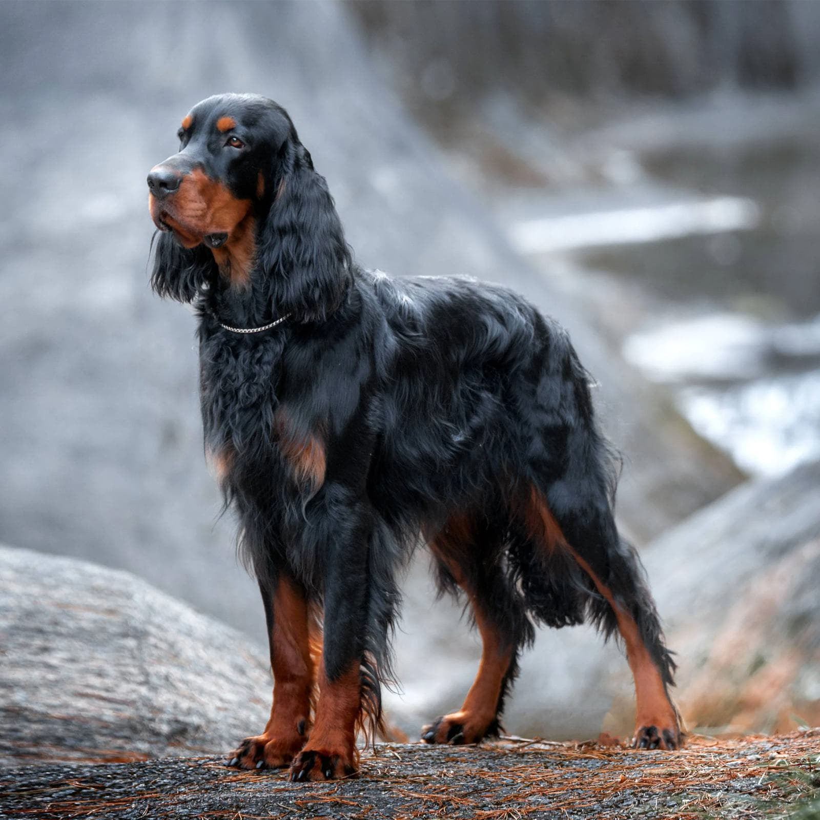 Gordon Setter