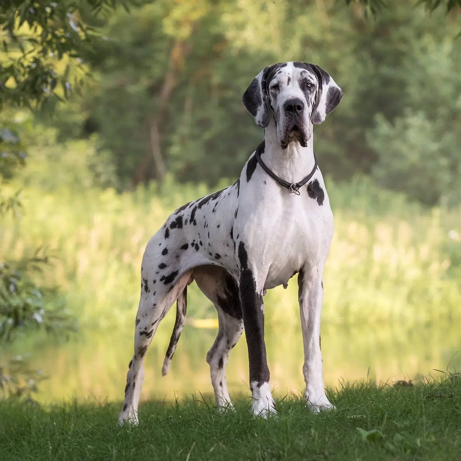 Great Dane