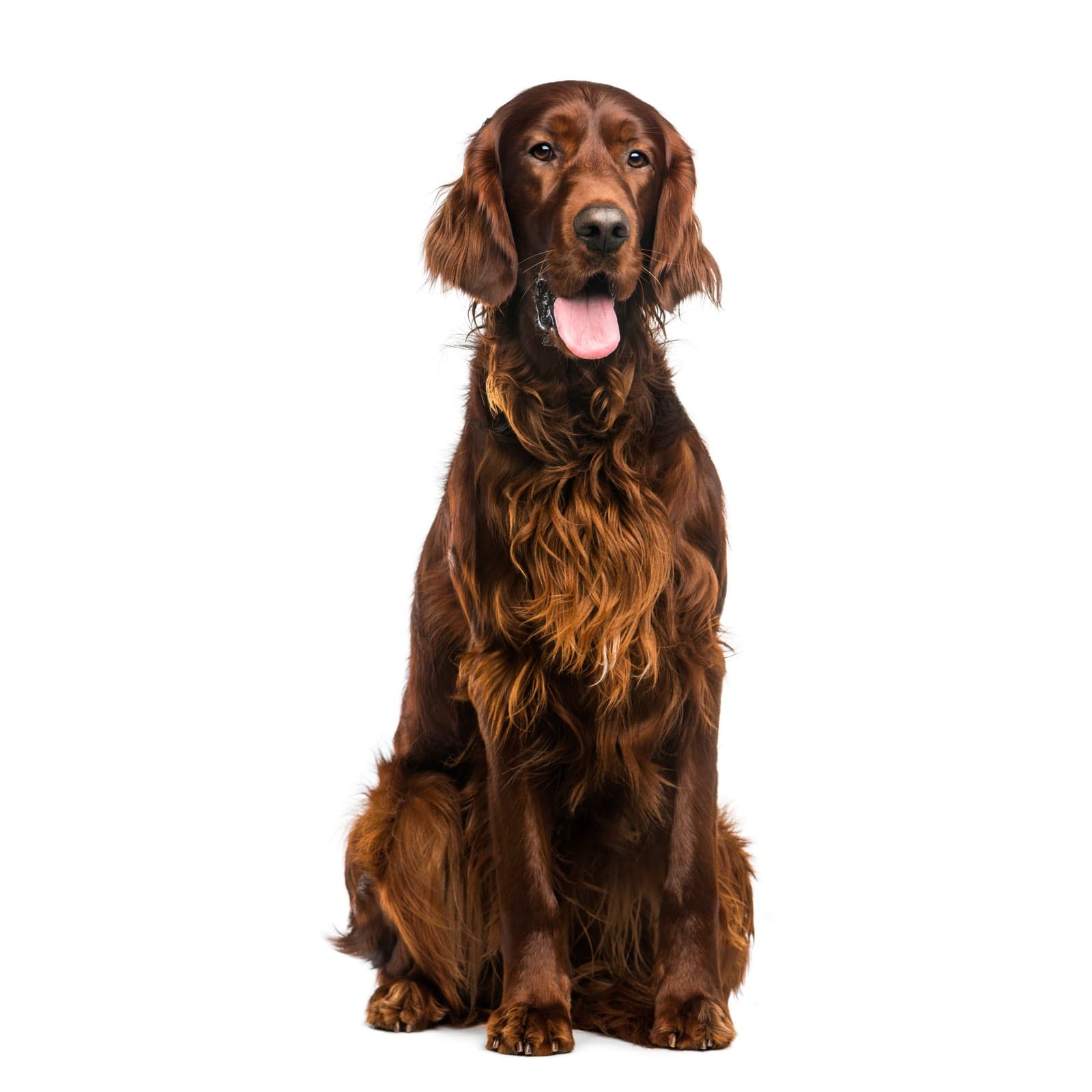 Irish Setter
