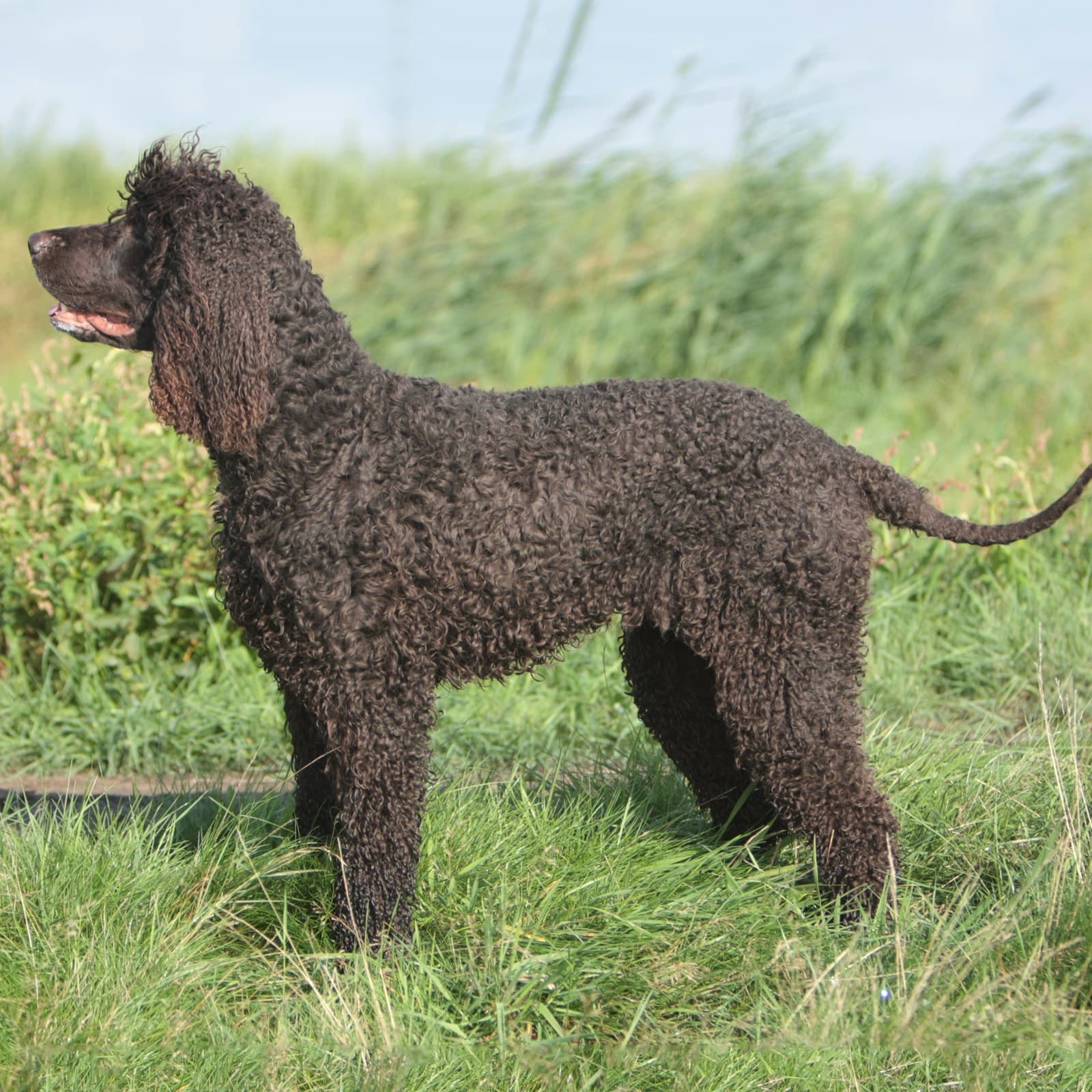 Irish Water Spaniel