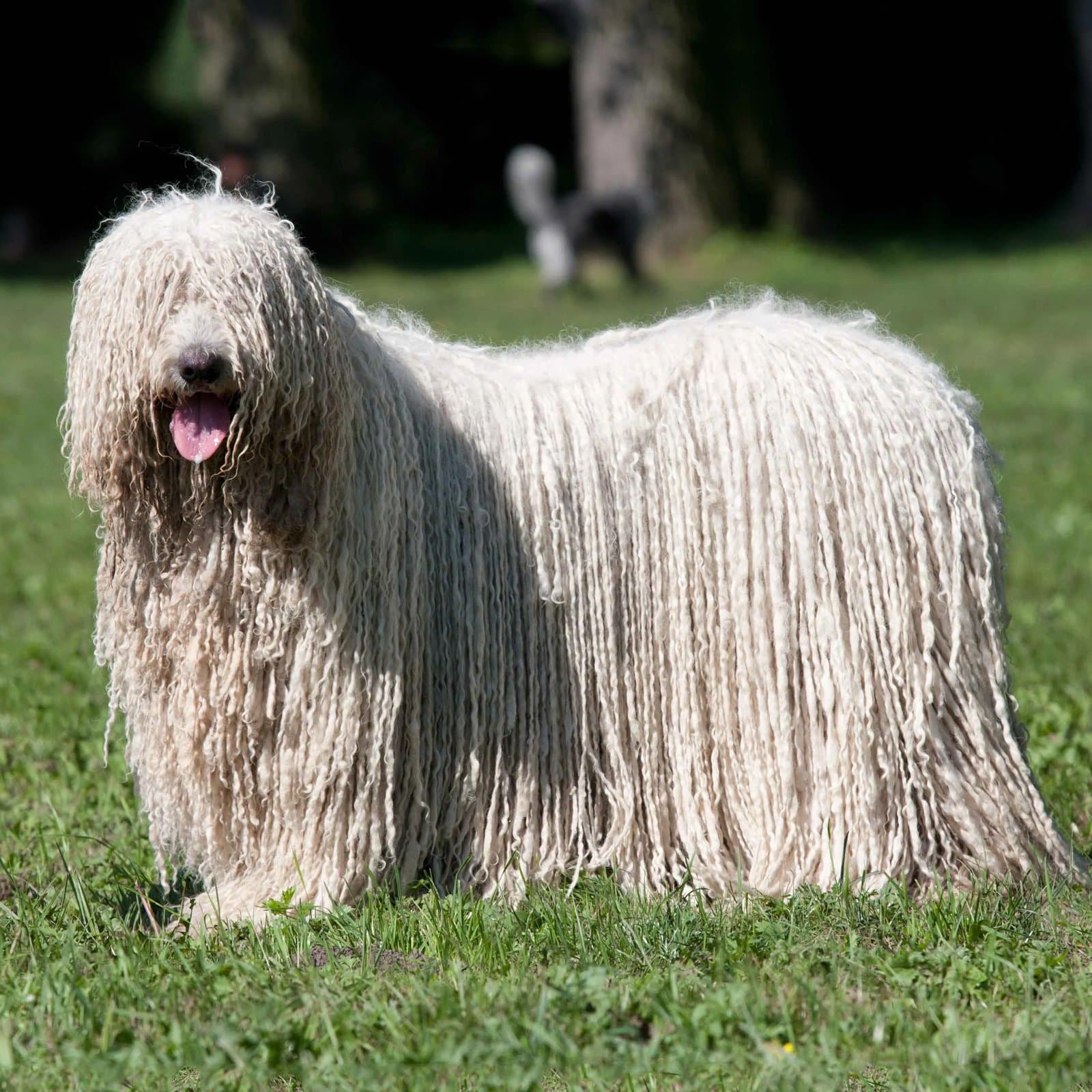 Komondor