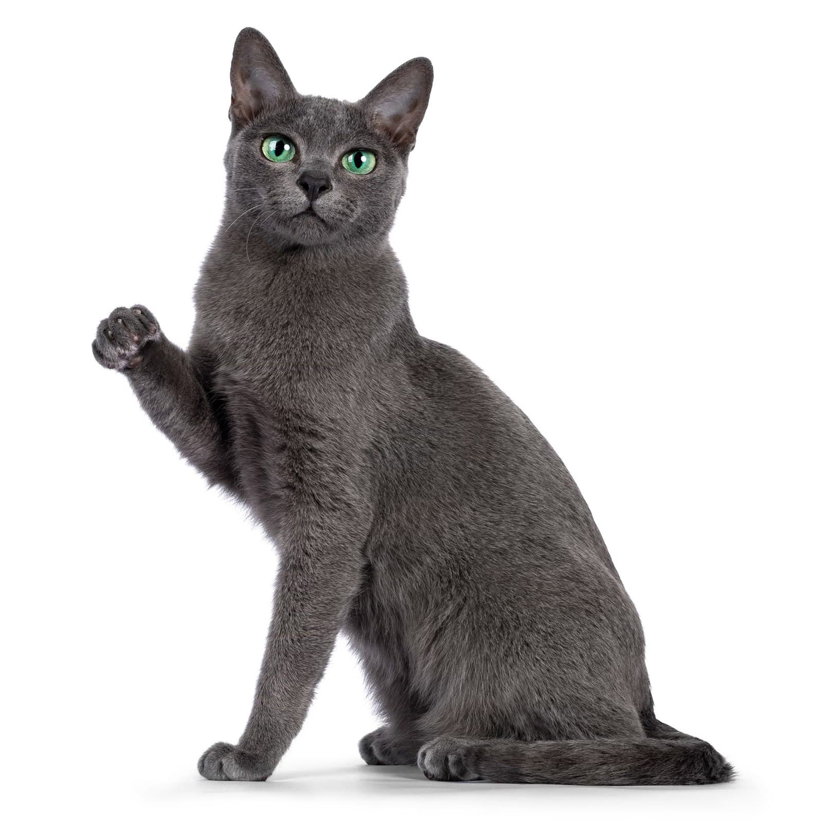 Korat