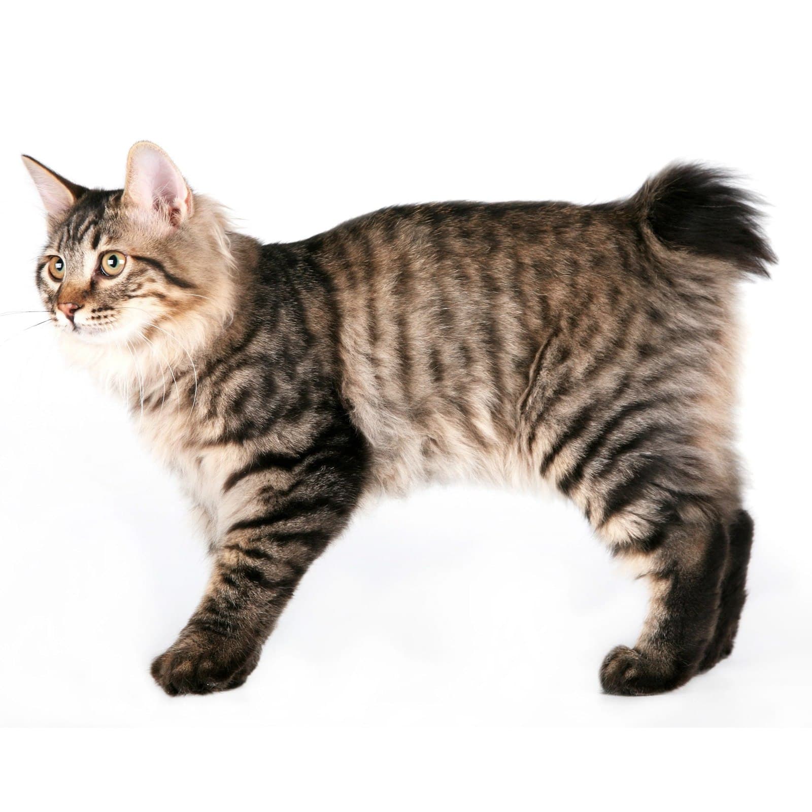Kurilian Bobtail