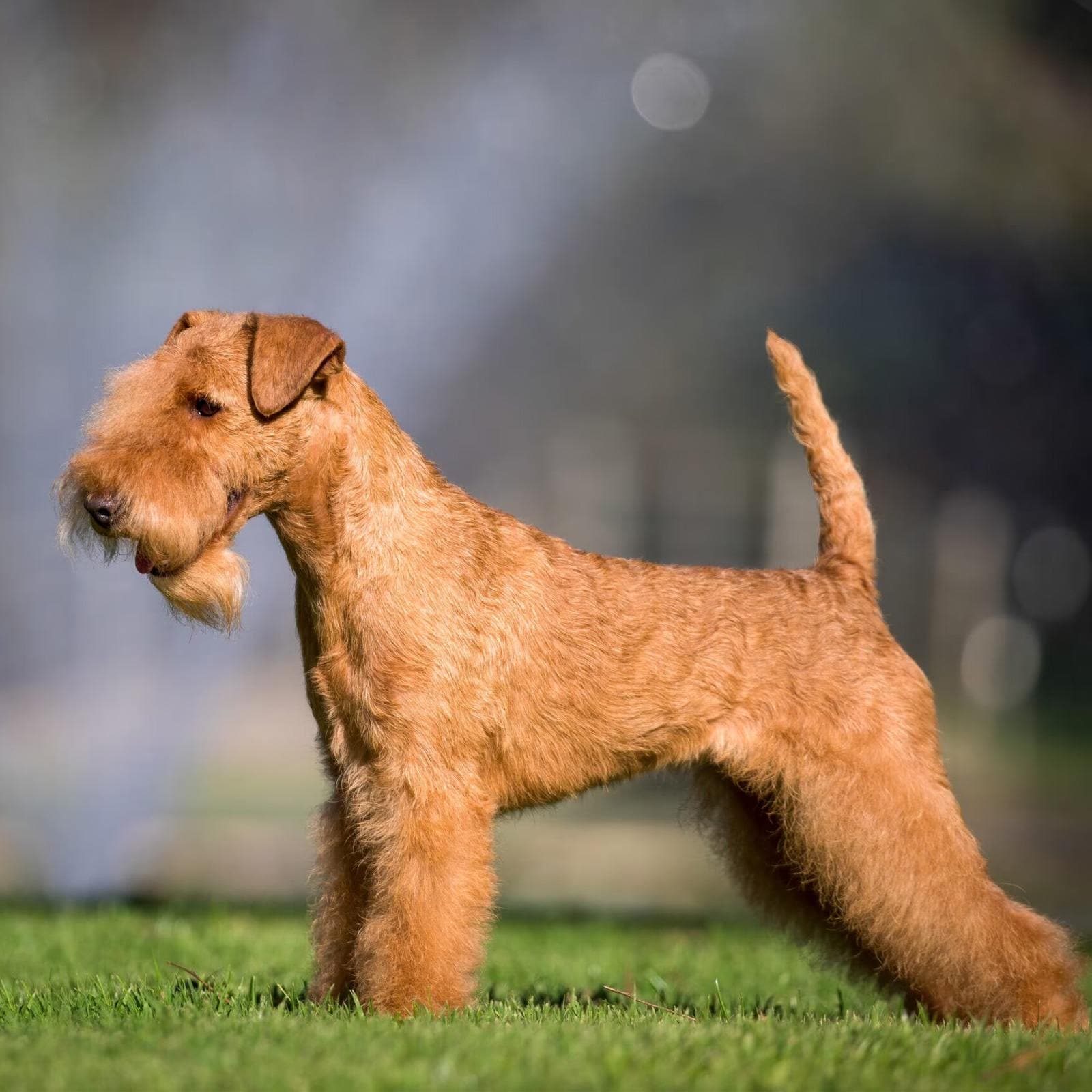 Lakeland Terrier