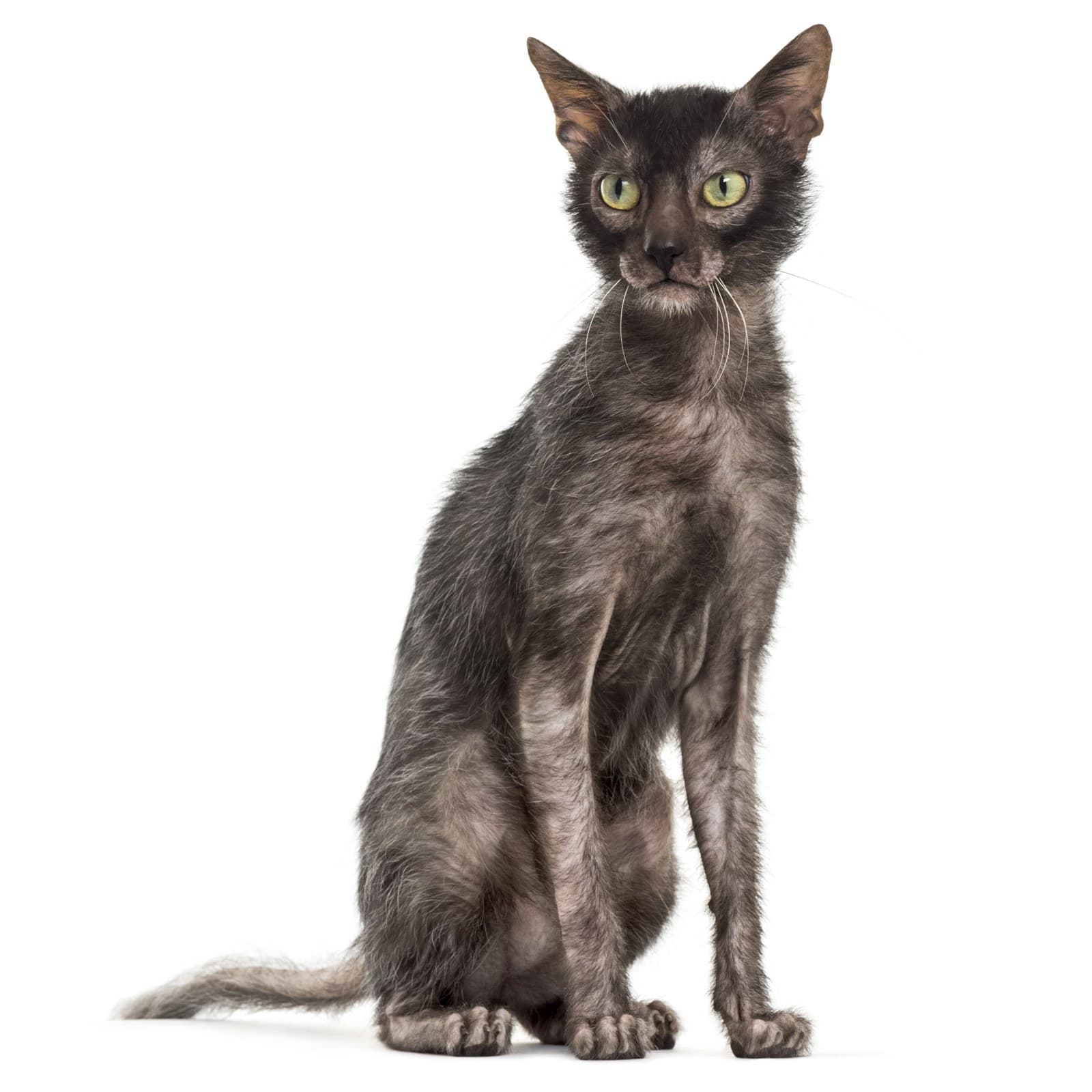 Lykoi