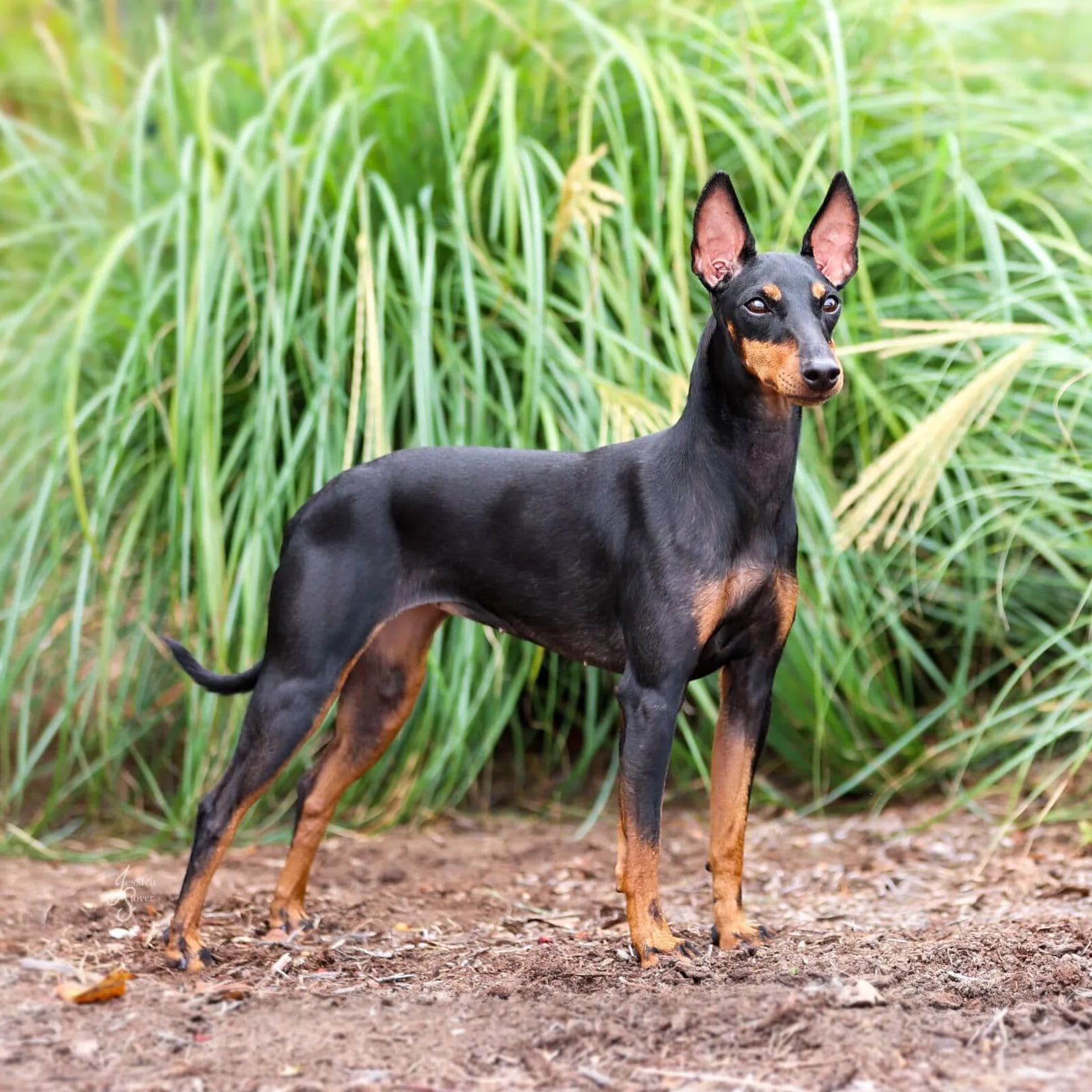 Manchester Terrier Toy