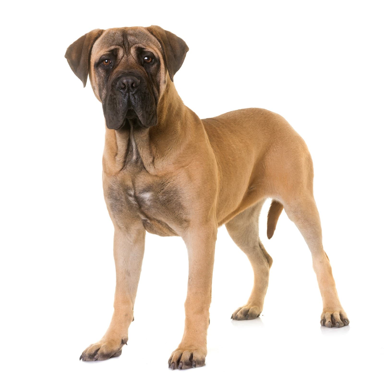 Mastiff