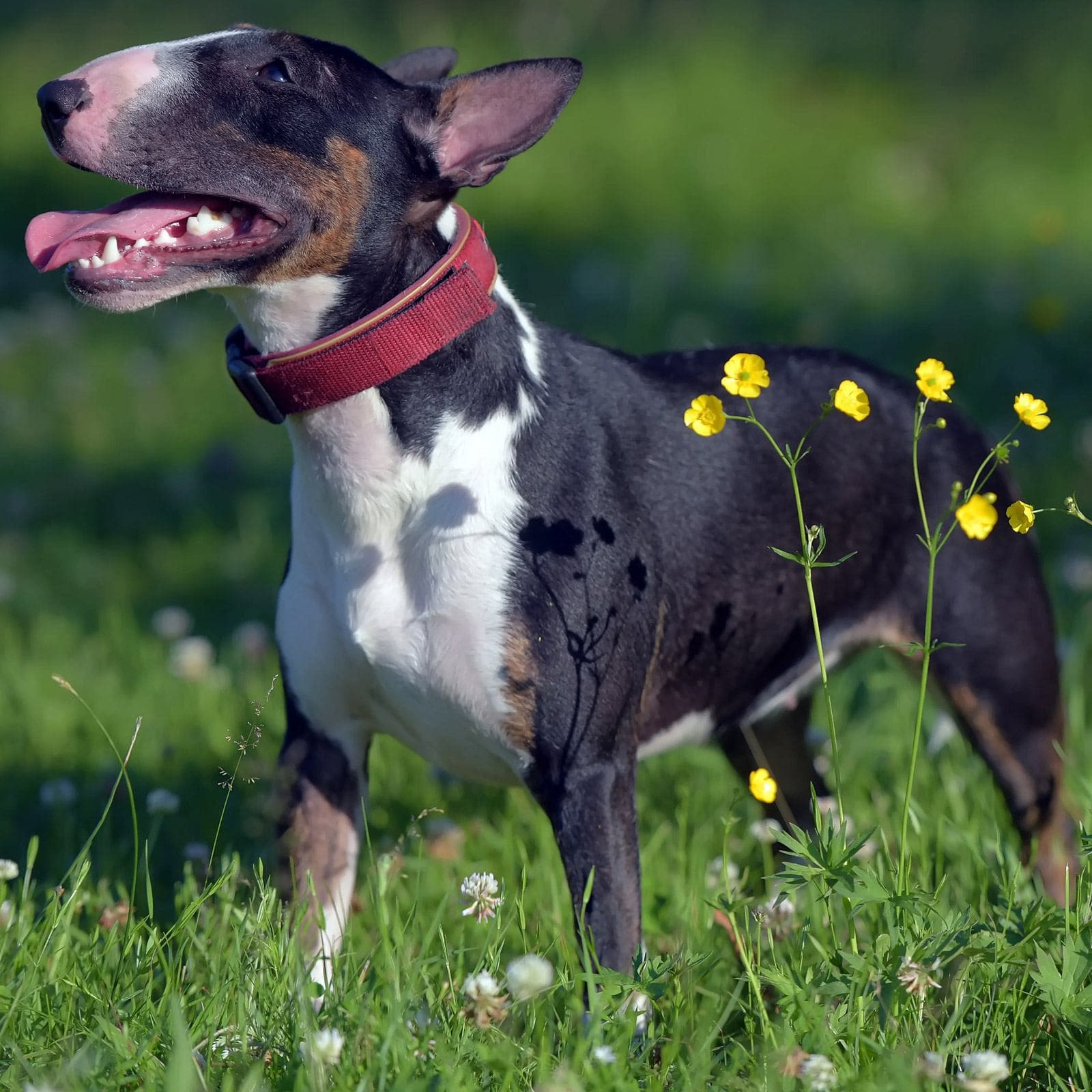 Miniature Bull Terrier