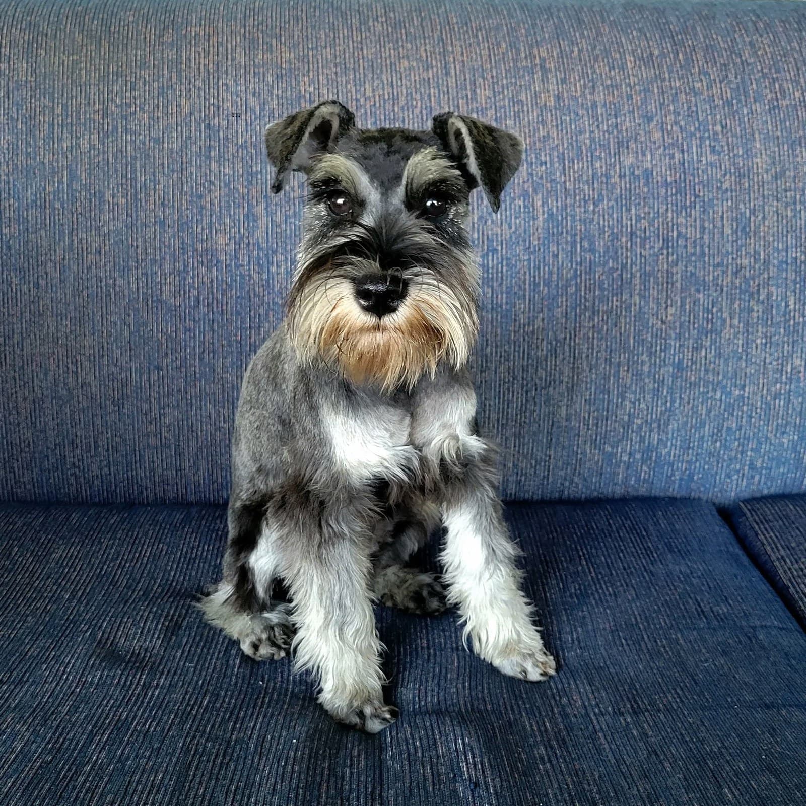 Miniature Schnauzer