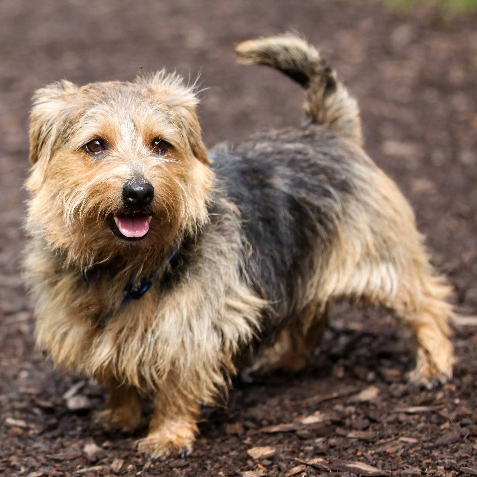 Norfolk Terrier