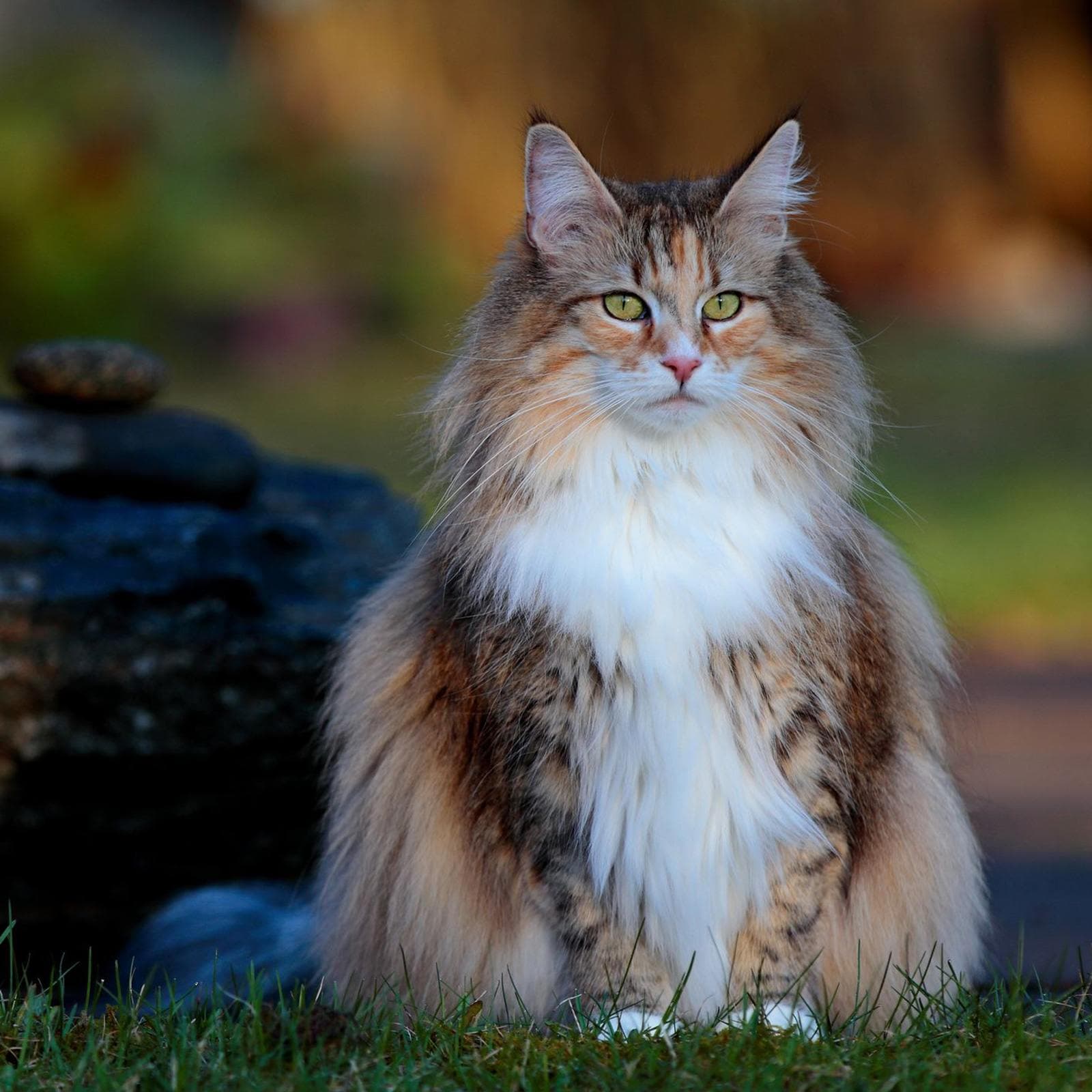 Norwegian Forest Cat