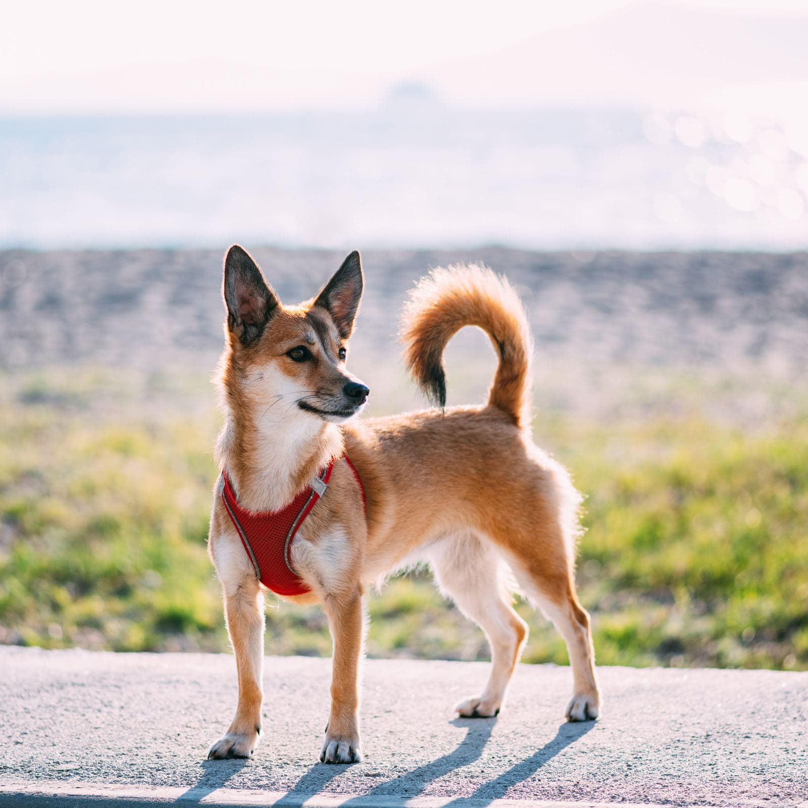 Norwegian Lundehund
