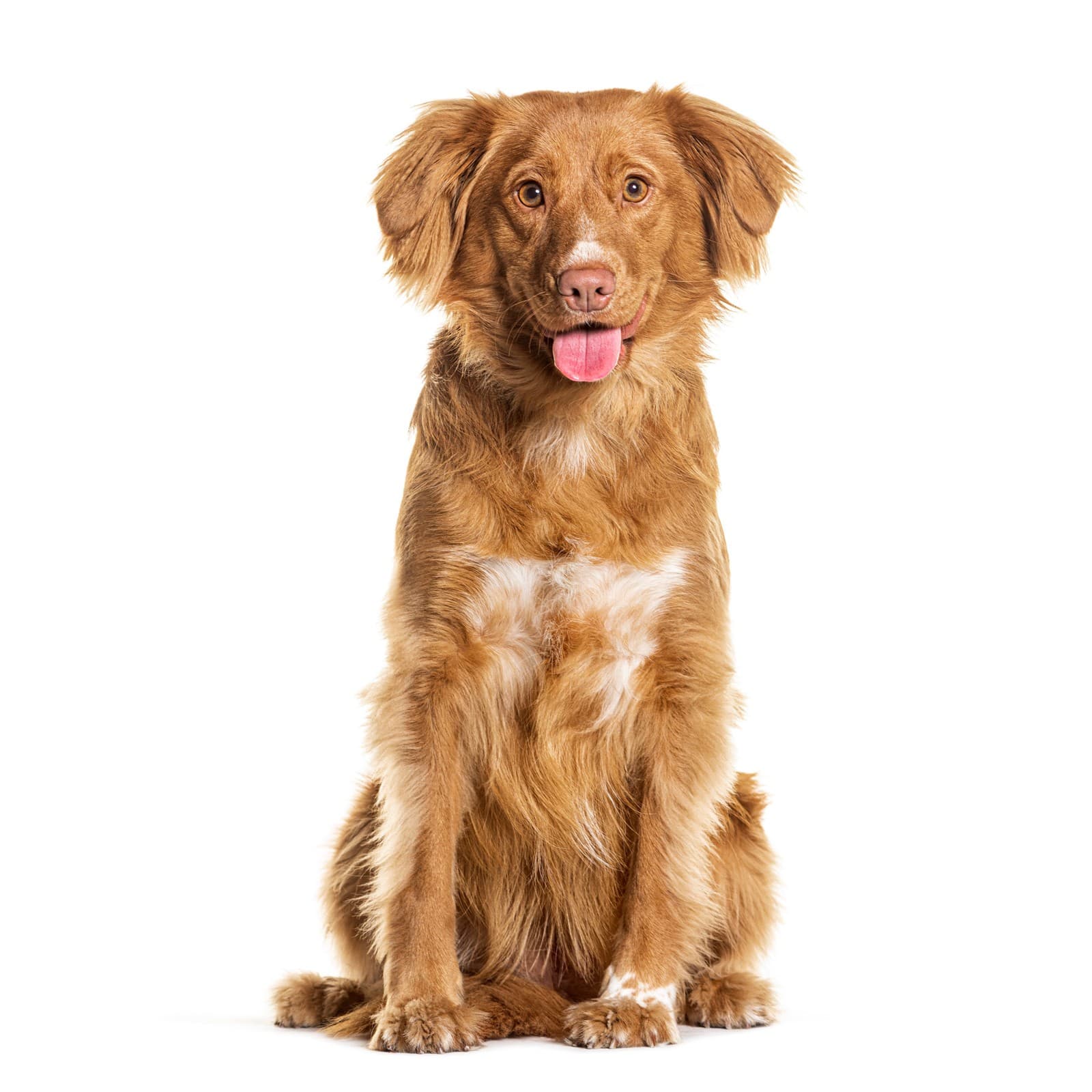 Nova Scotia Duck Tolling Retriever